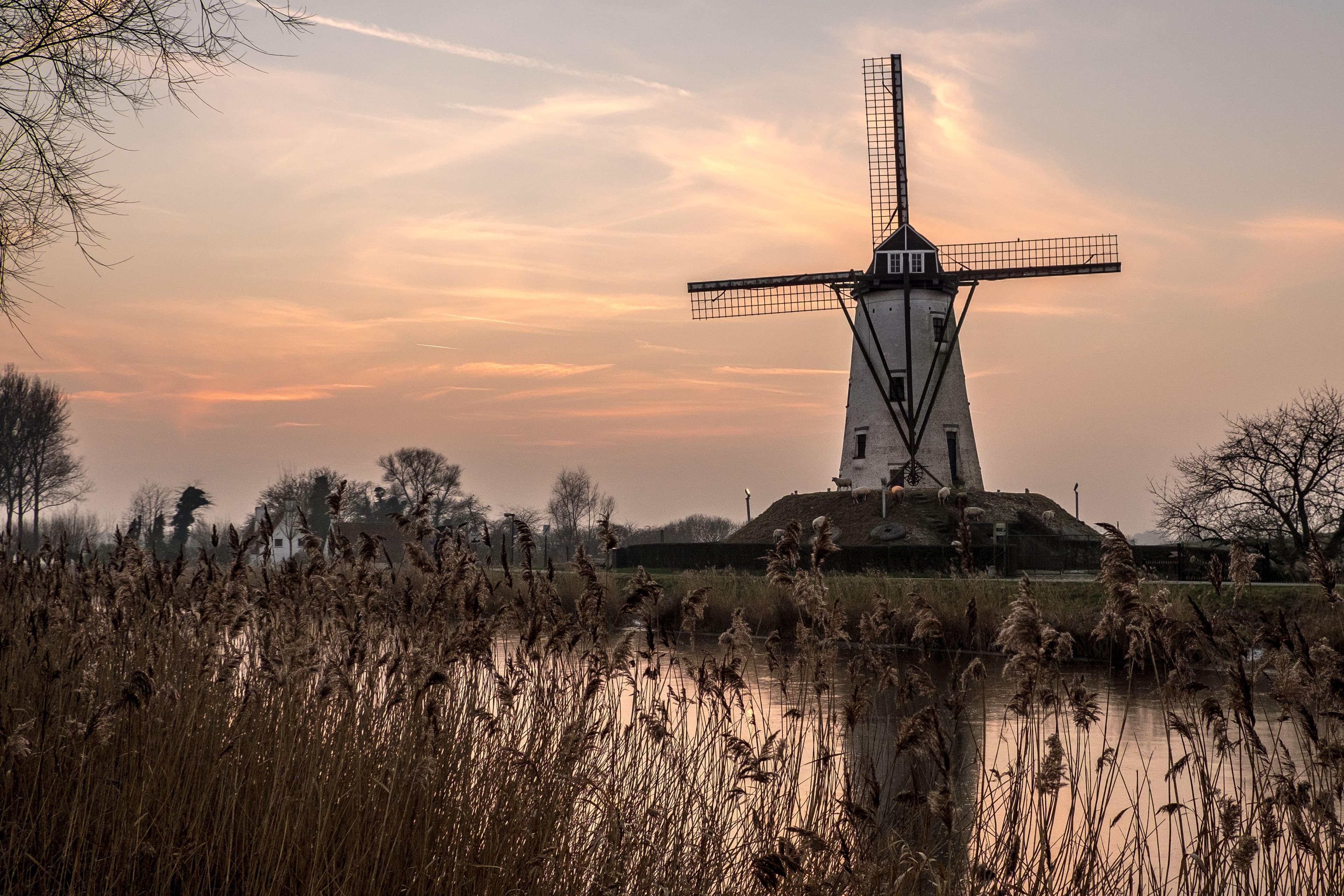 The Windmills Were Machines, Not Ornaments.