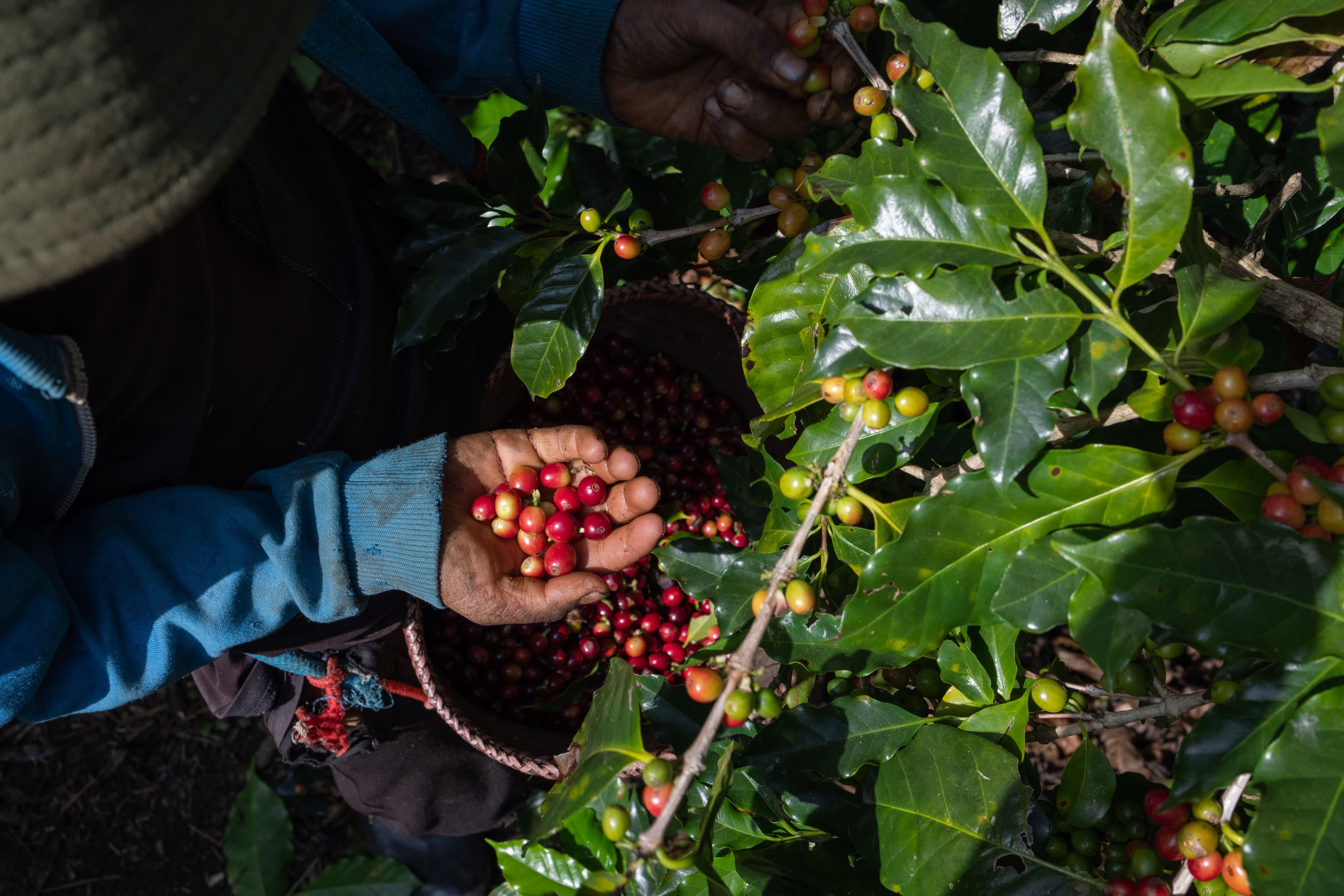 Coffee Country, From Crop to Cup.