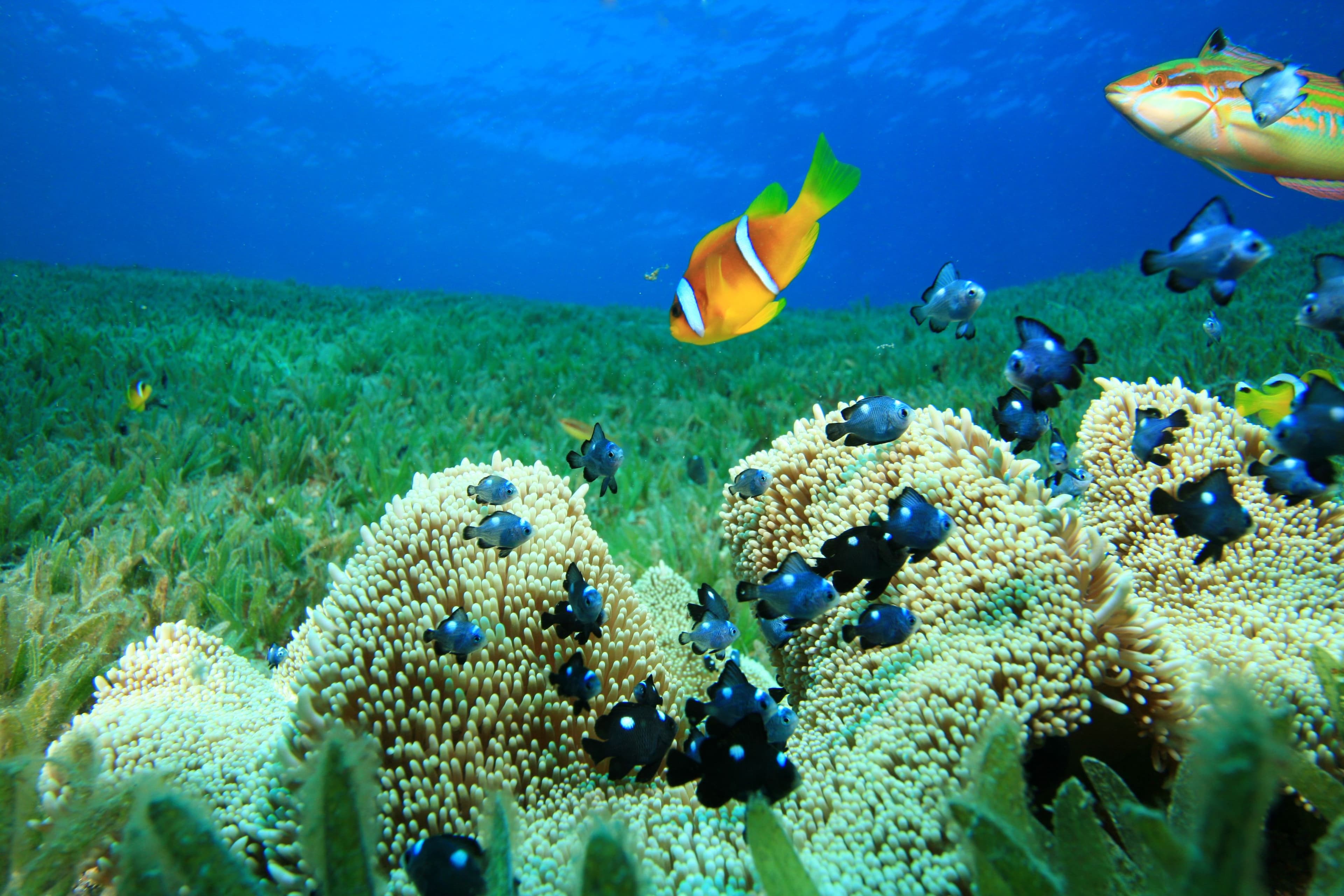 A Reef Second Only to Australia's.