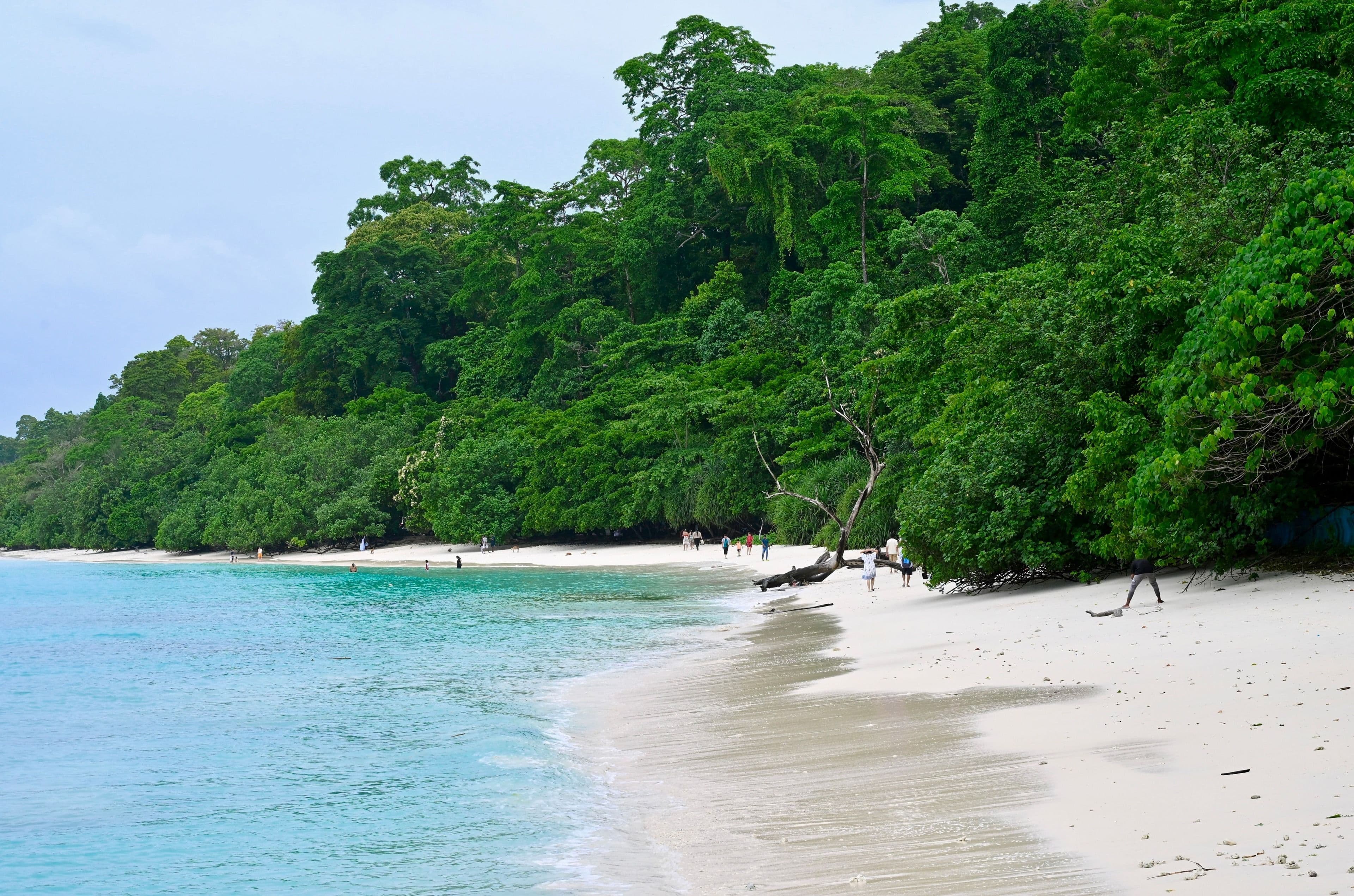 White-sand beach backed by forest, Havelock, Andaman