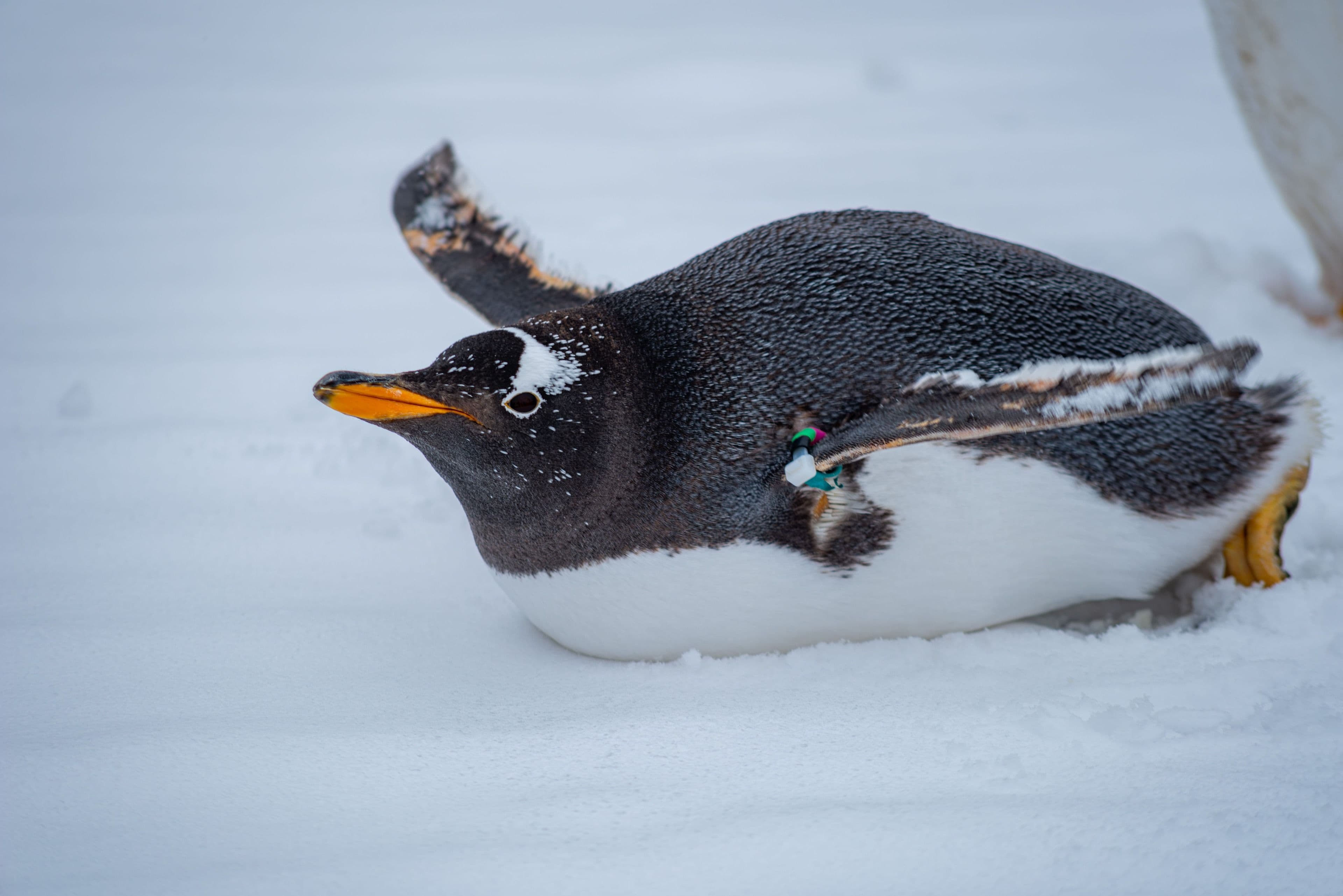 A gentoo penguin, Antarctica