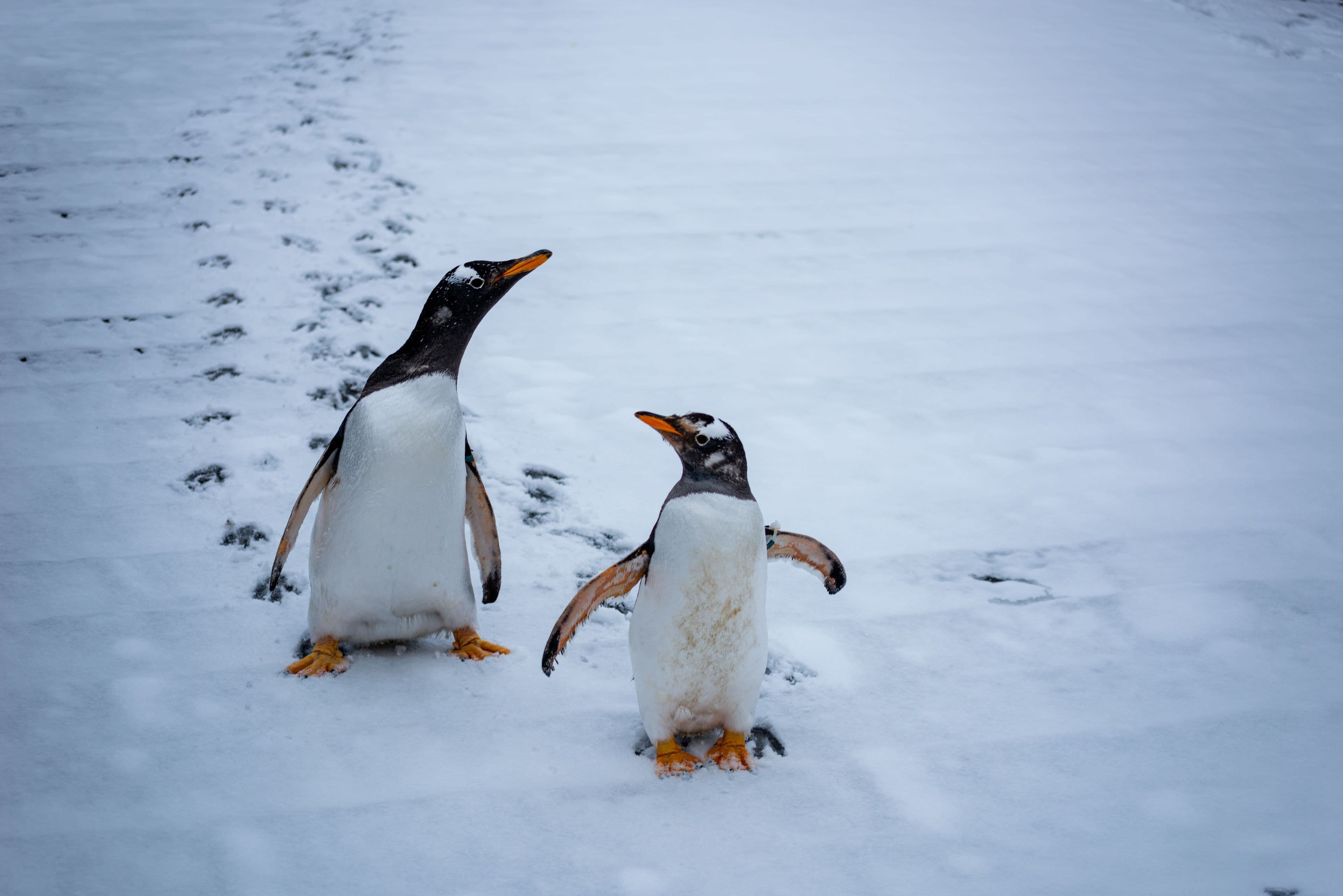 Penguins in the South Shetland Islands