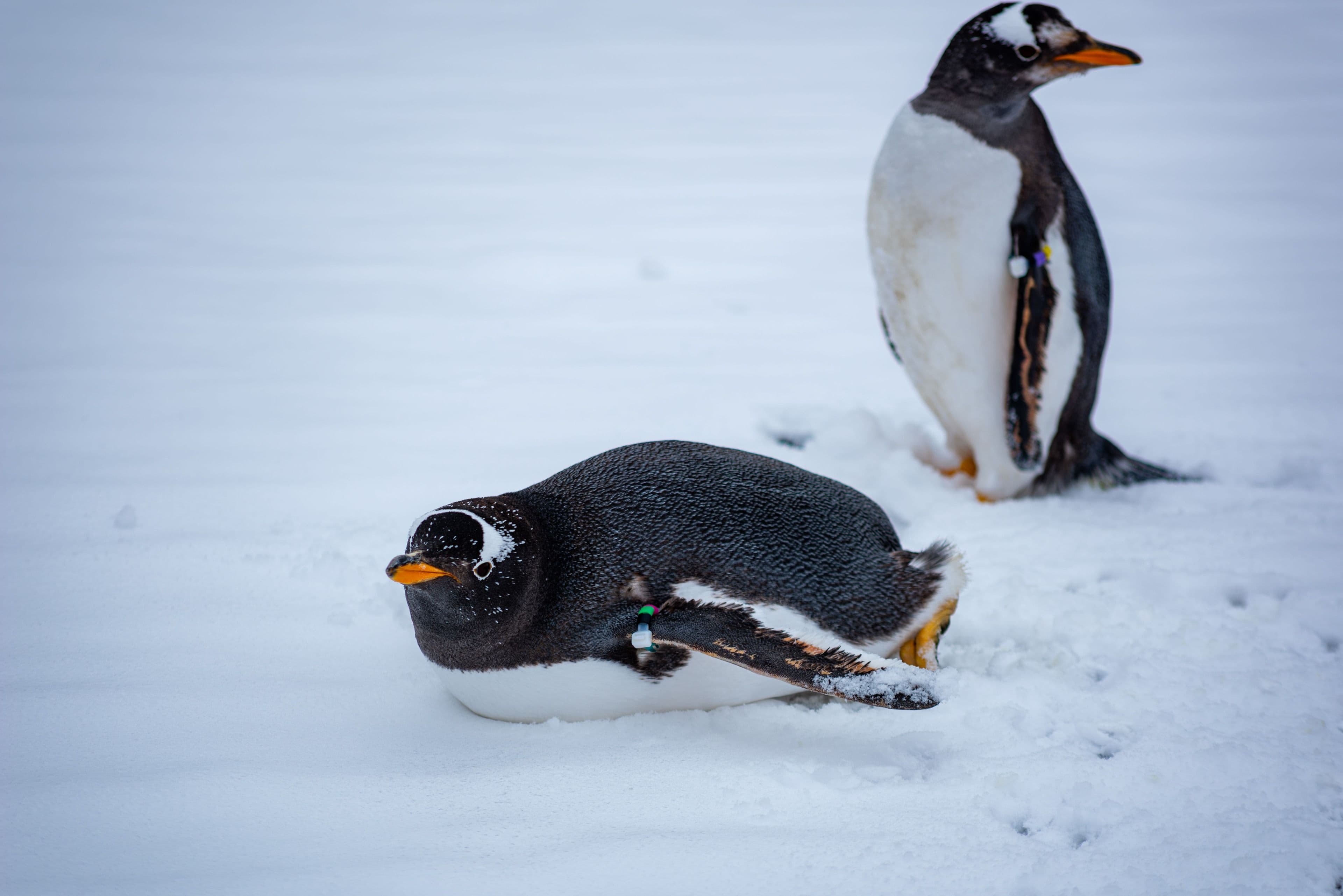 Gentoo penguins on the ice