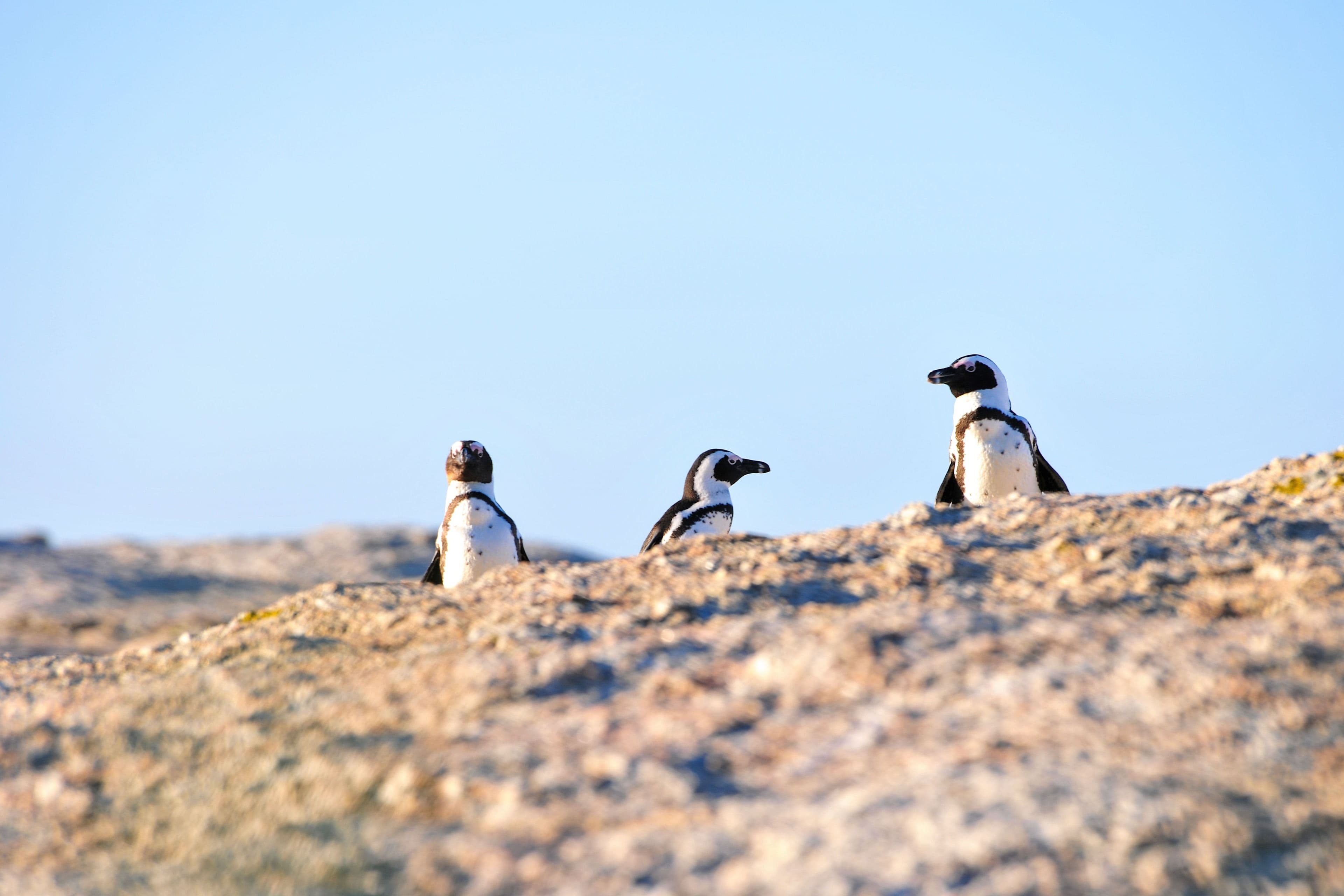 Little penguins at Phillip Island
