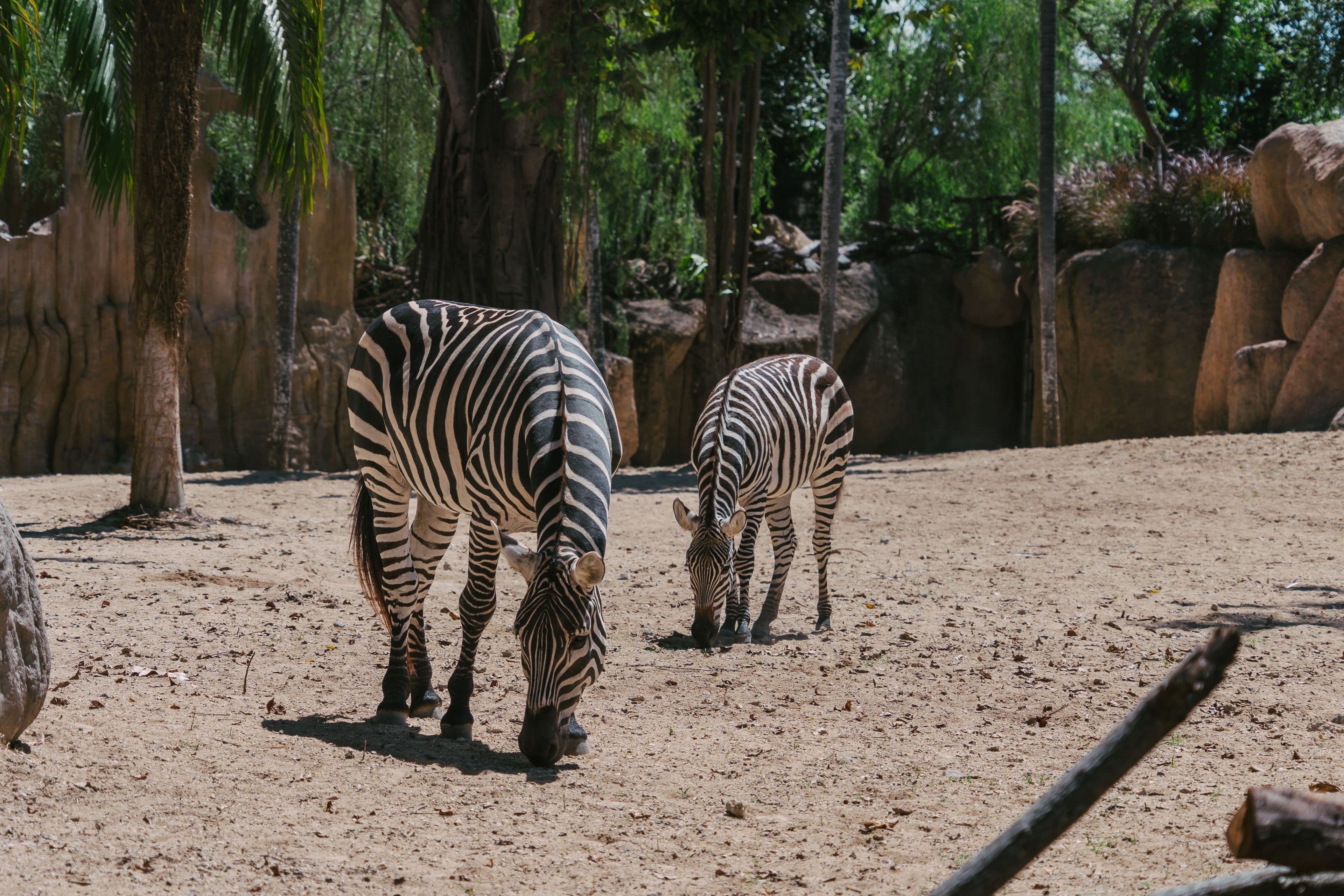 Zebras at Bali Safari and Marine Park