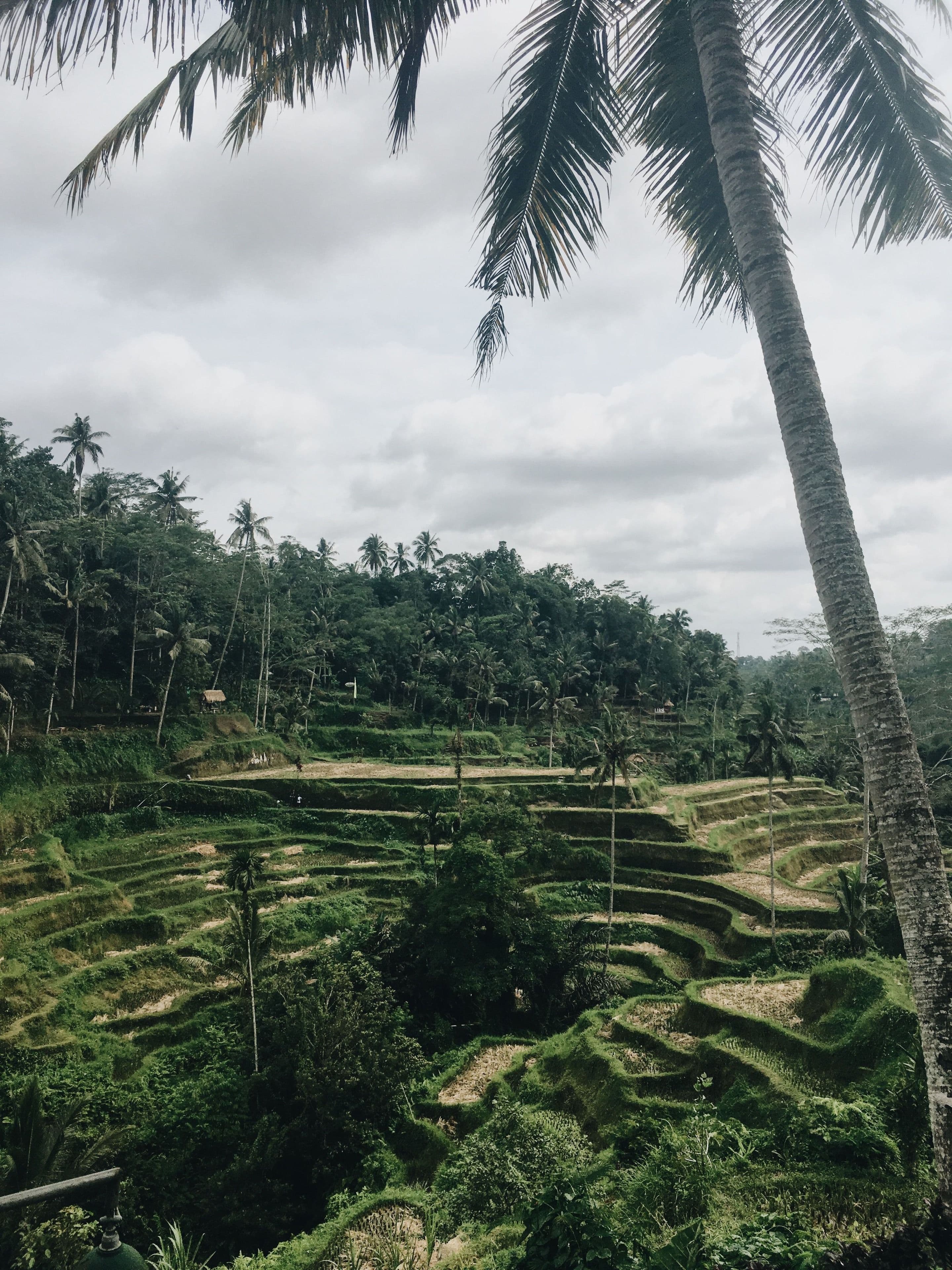 Ubud rice terraces, Bali
