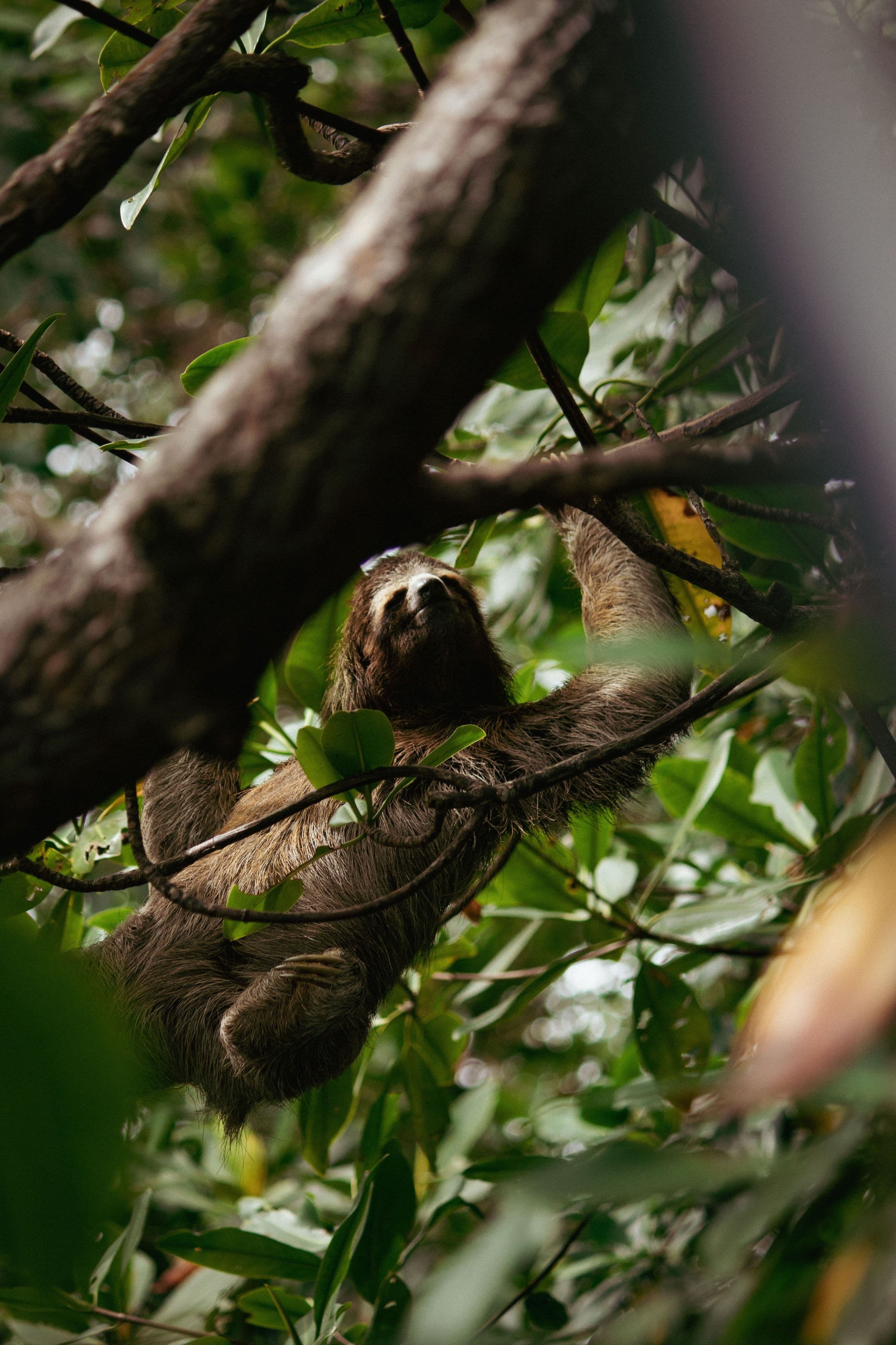 A three-toed sloth in the Costa Rican rainforest