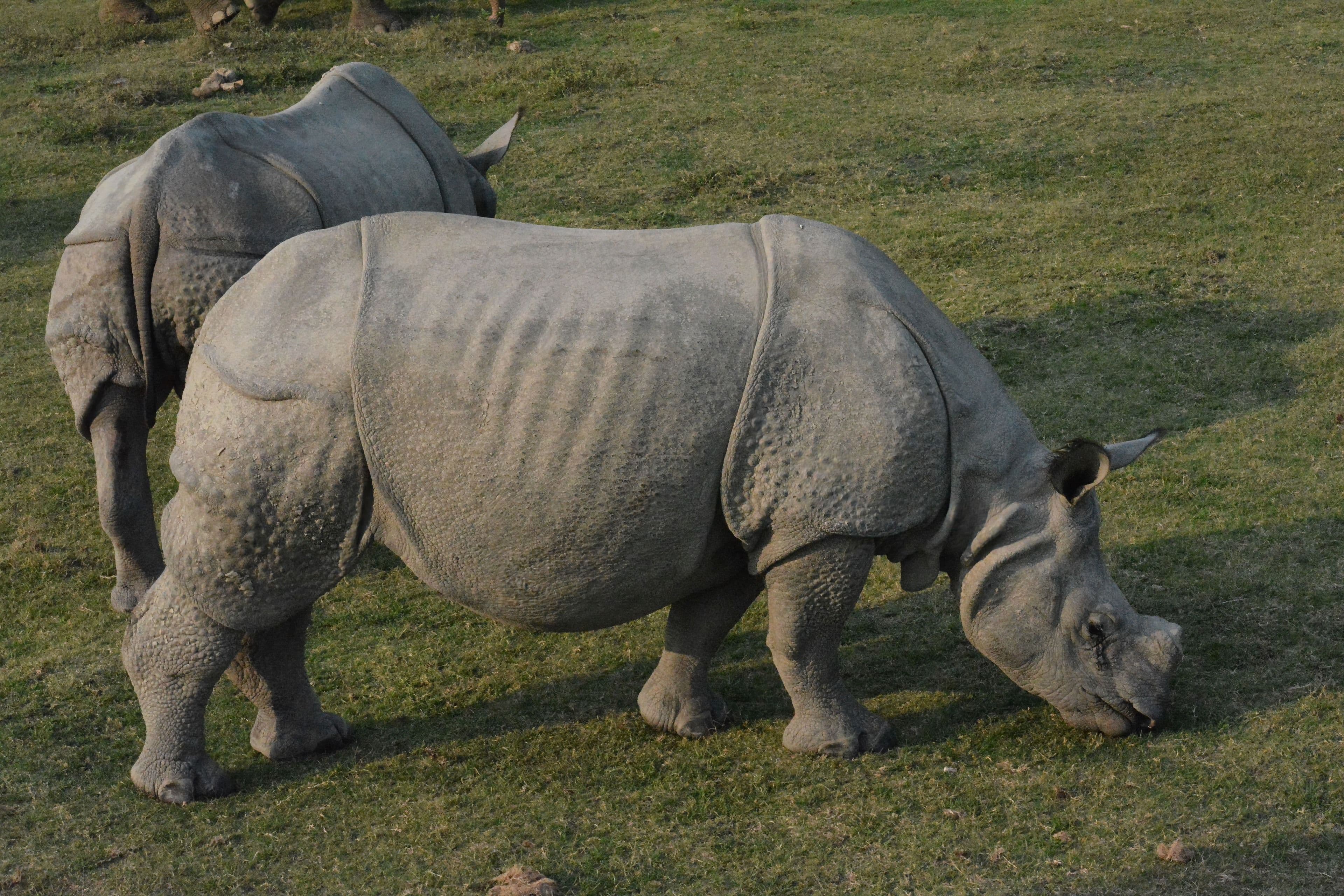 Kaziranga
