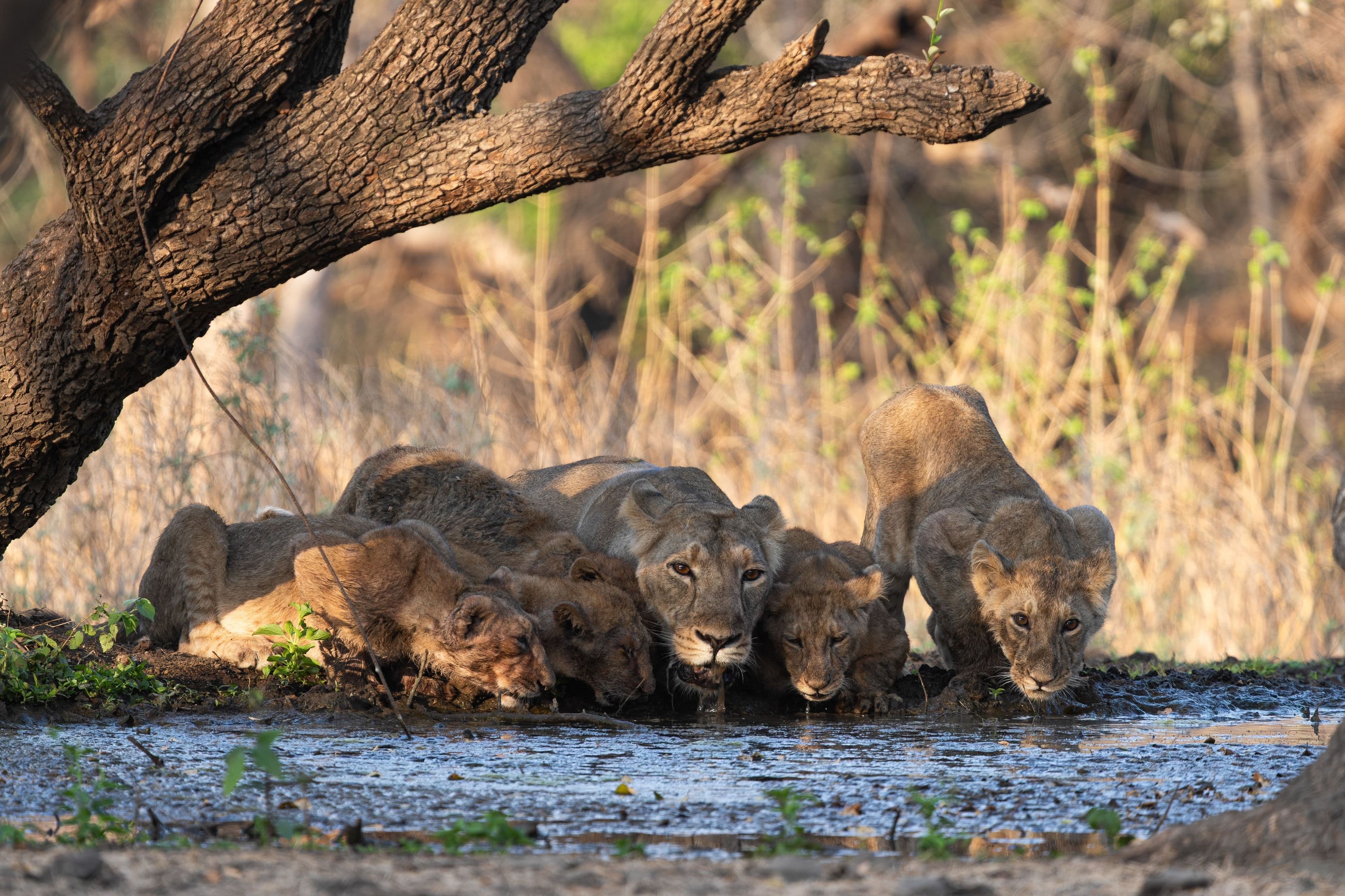 Gir Country and Rajkot