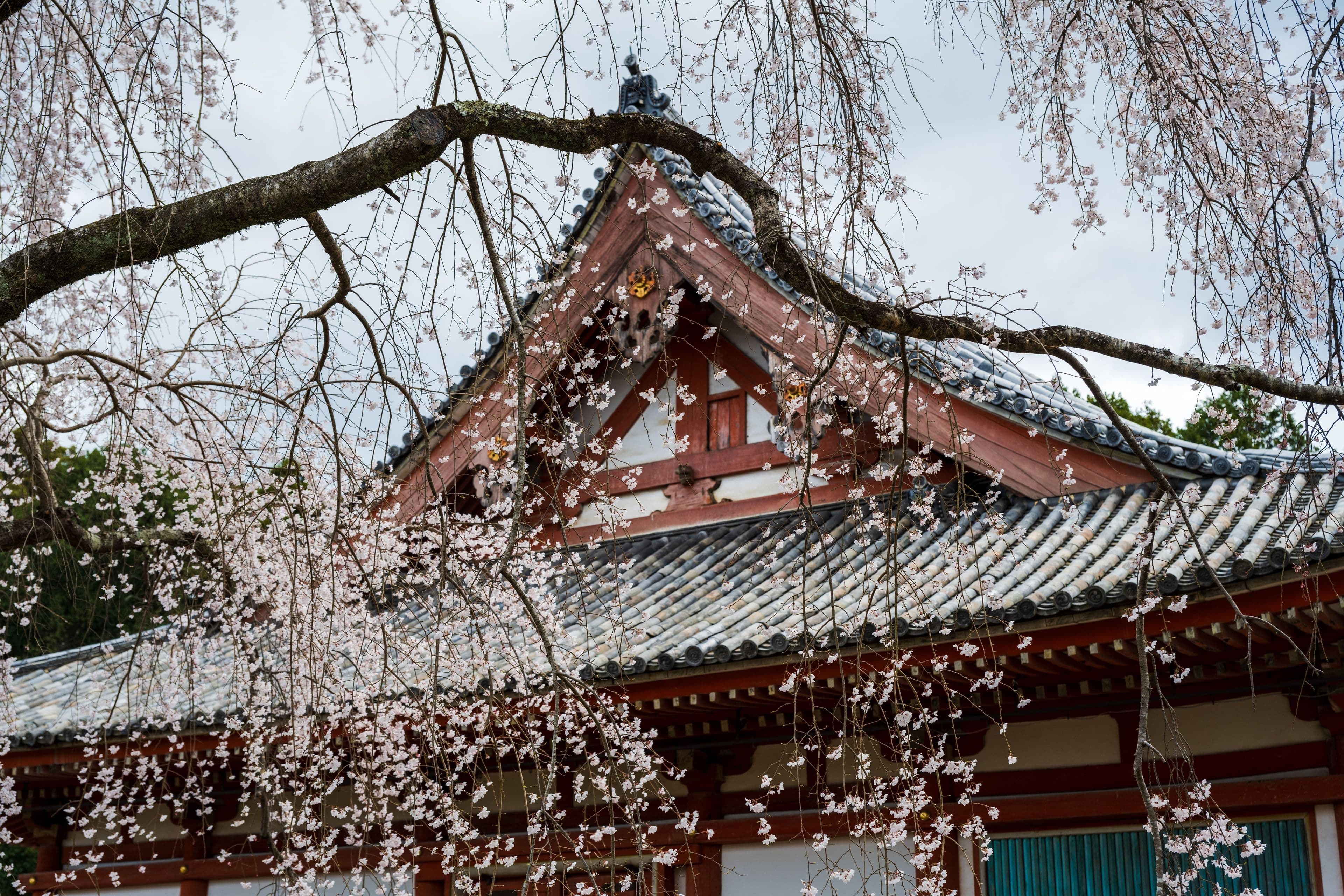 A Japanese temple among cherry blossoms in spring