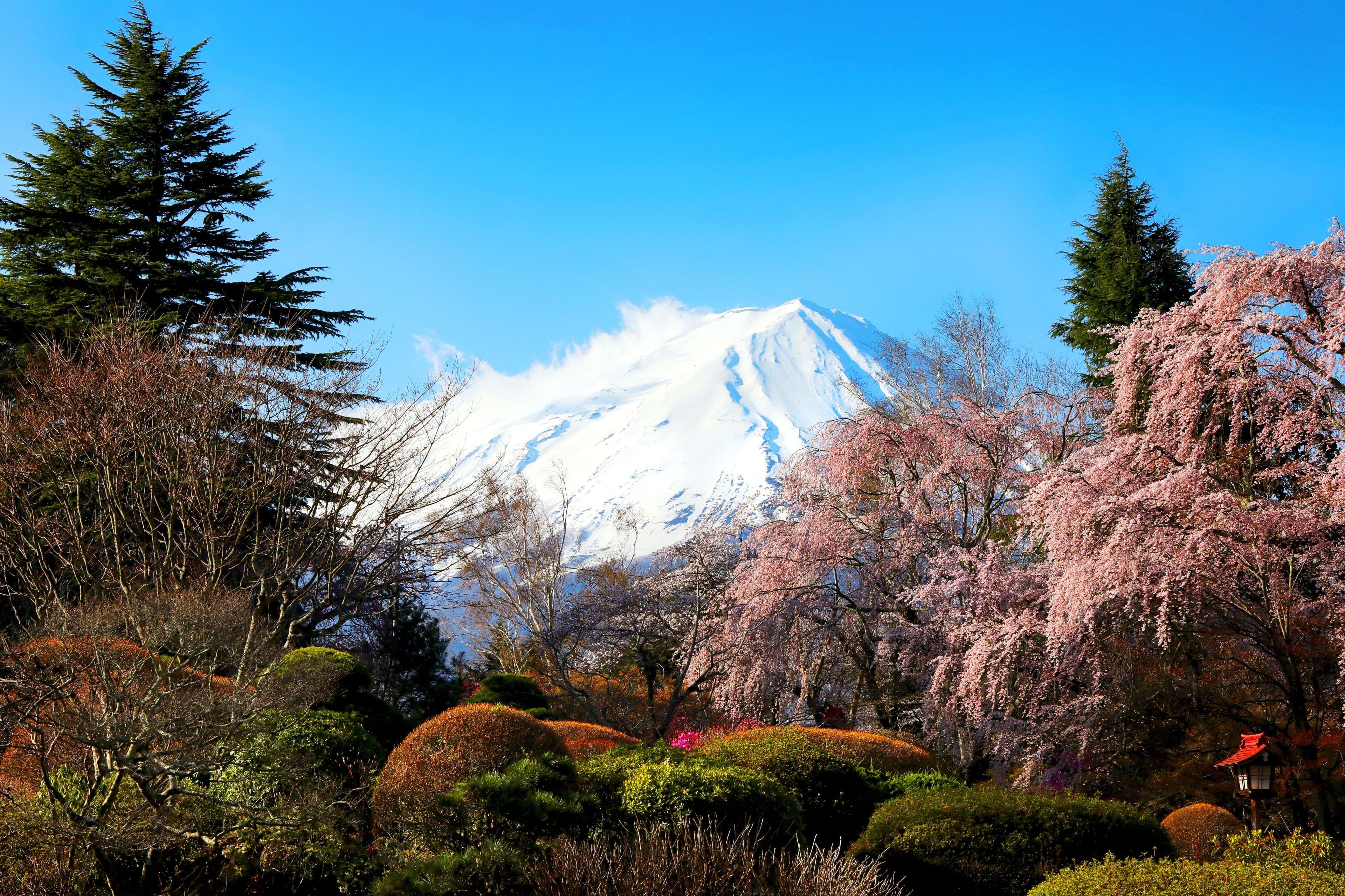Mount Fuji with cherry blossoms