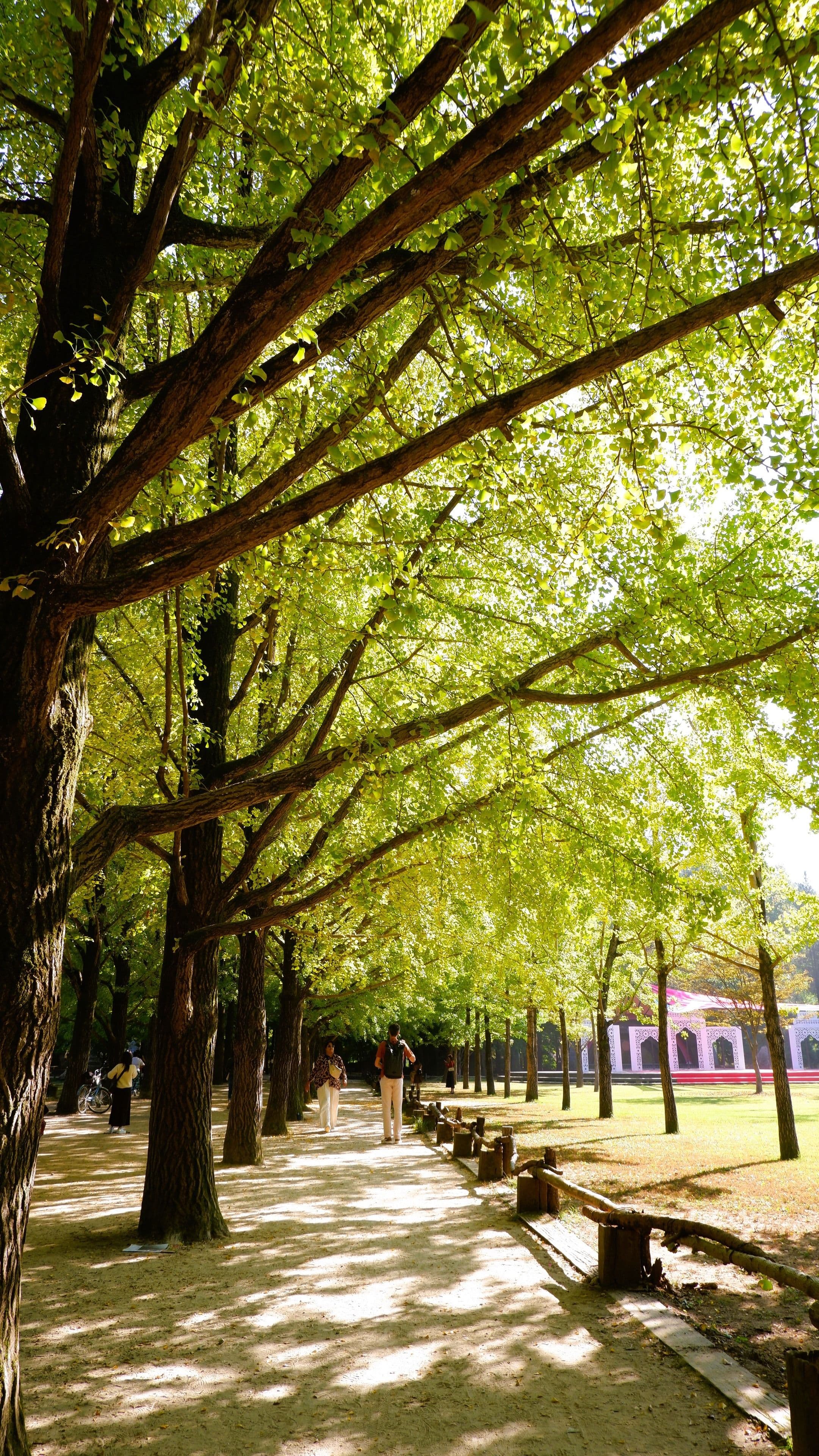 A tree-lined path on Nami Island, Korea