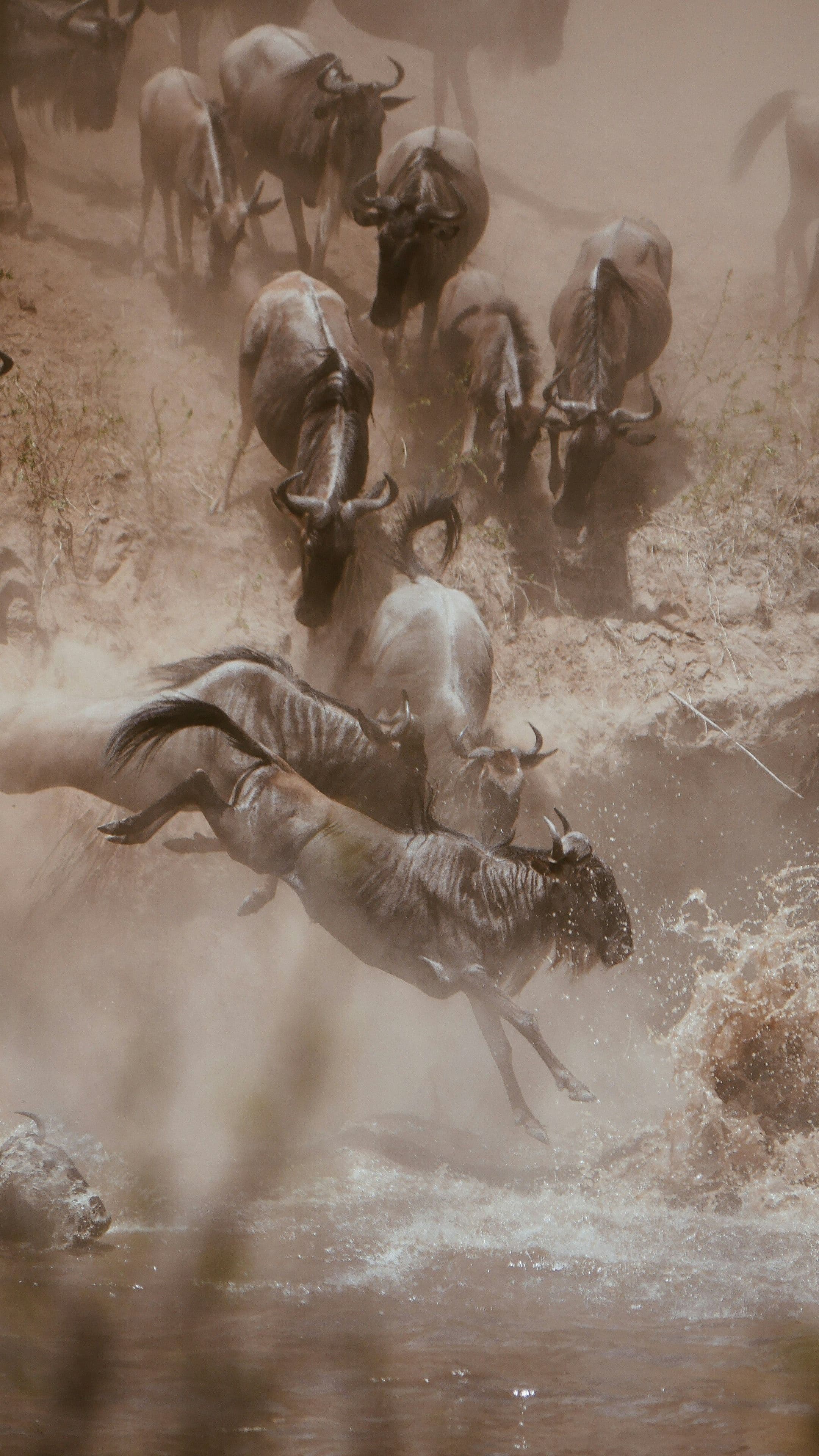Wildebeest crossing the Mara River during the migration