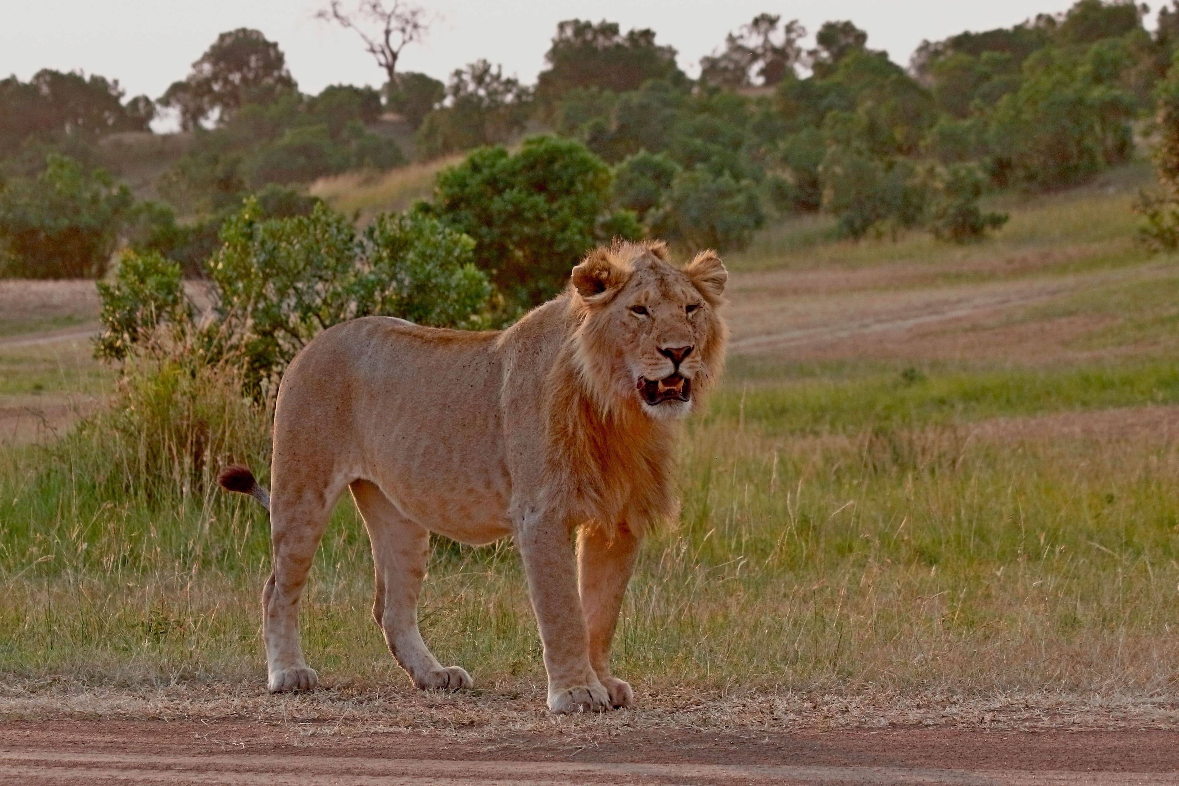 A male lion in the Maasai Mara
