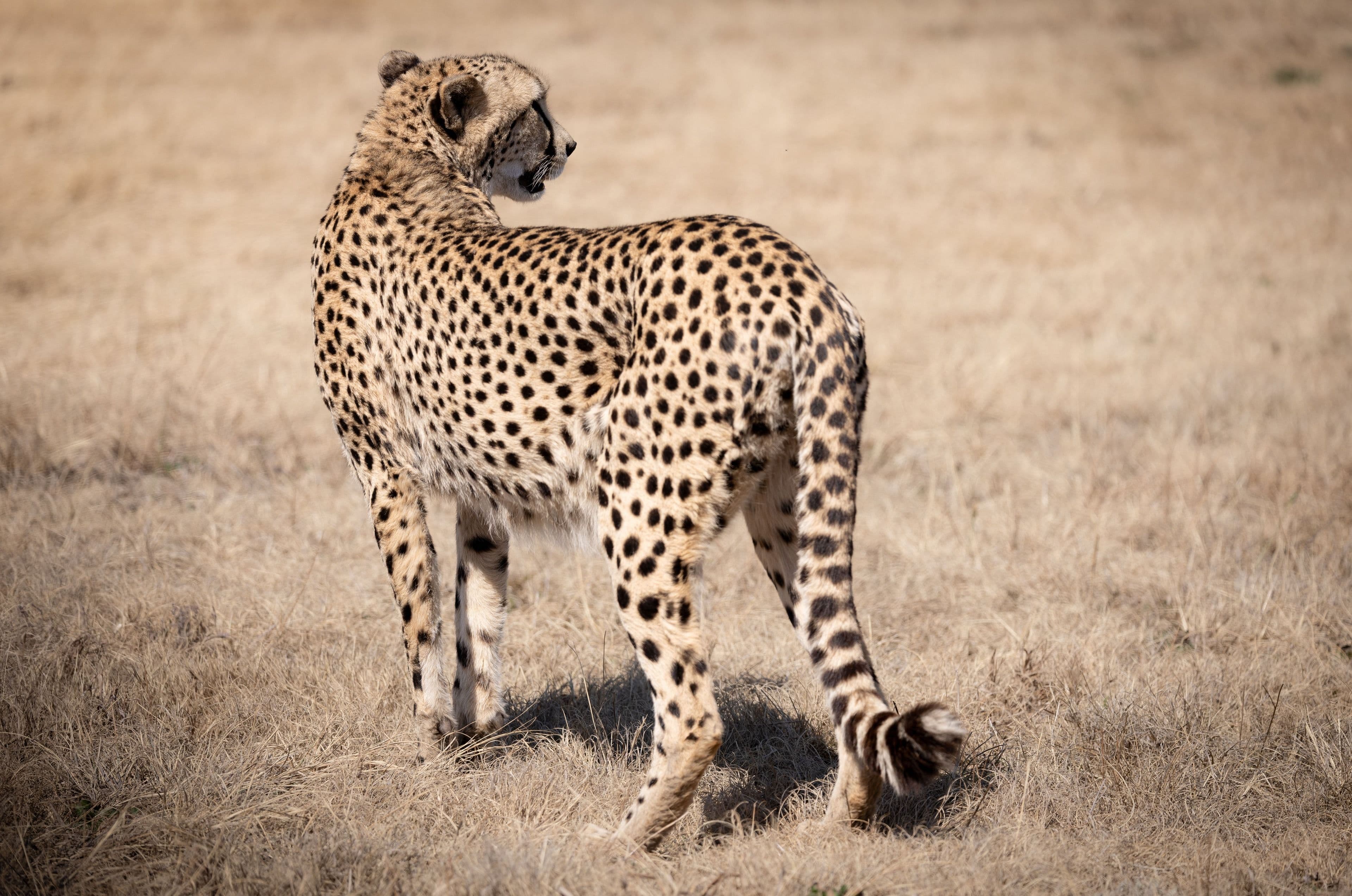 A cheetah on the savanna at golden hour