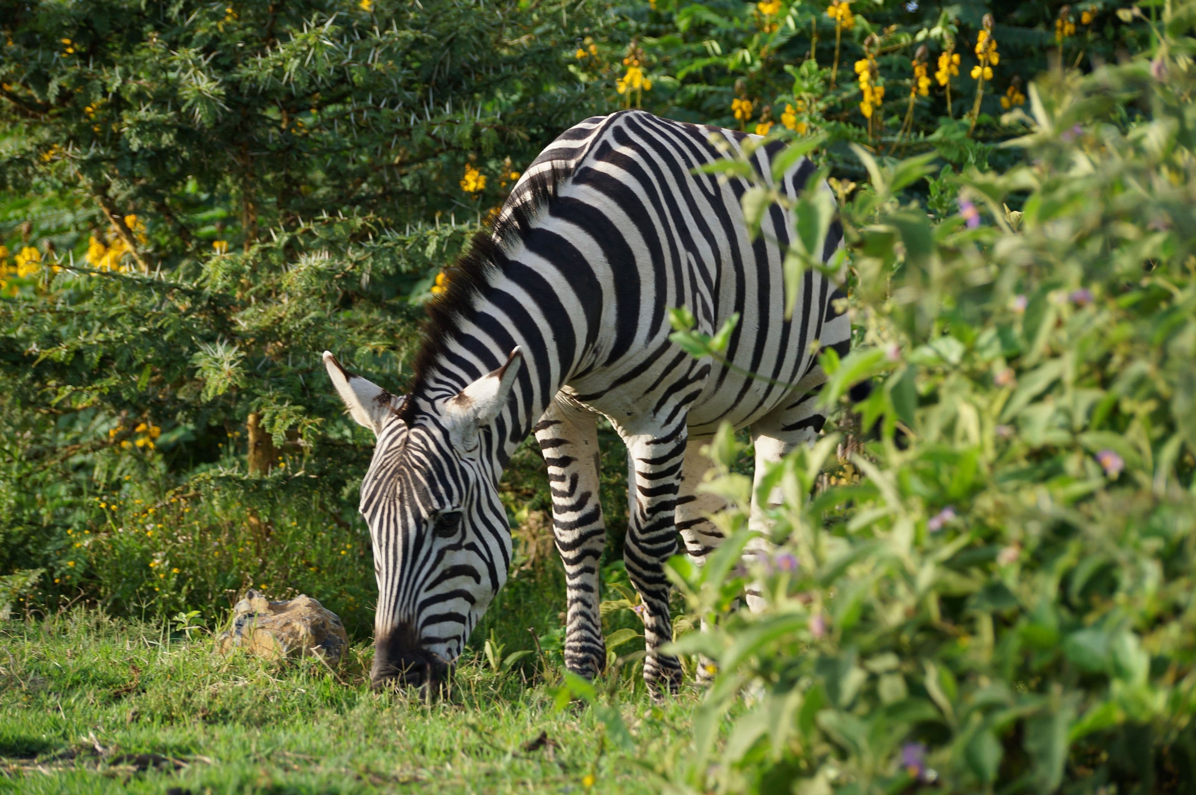 A zebra beside Lake Naivasha, Kenya