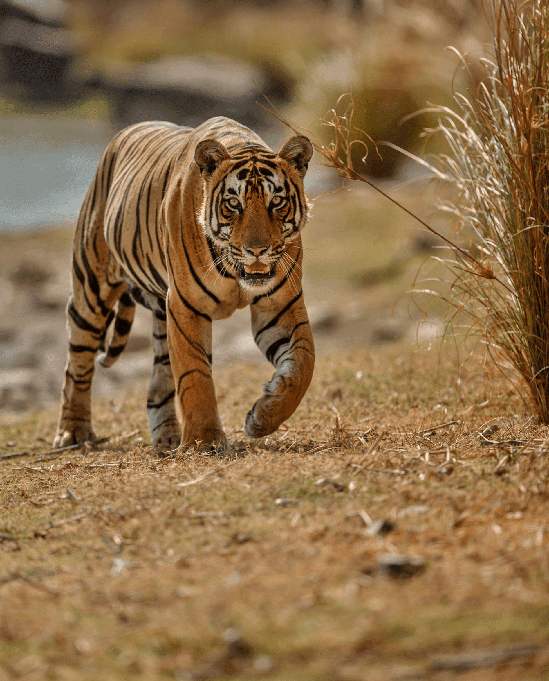 Wildlife