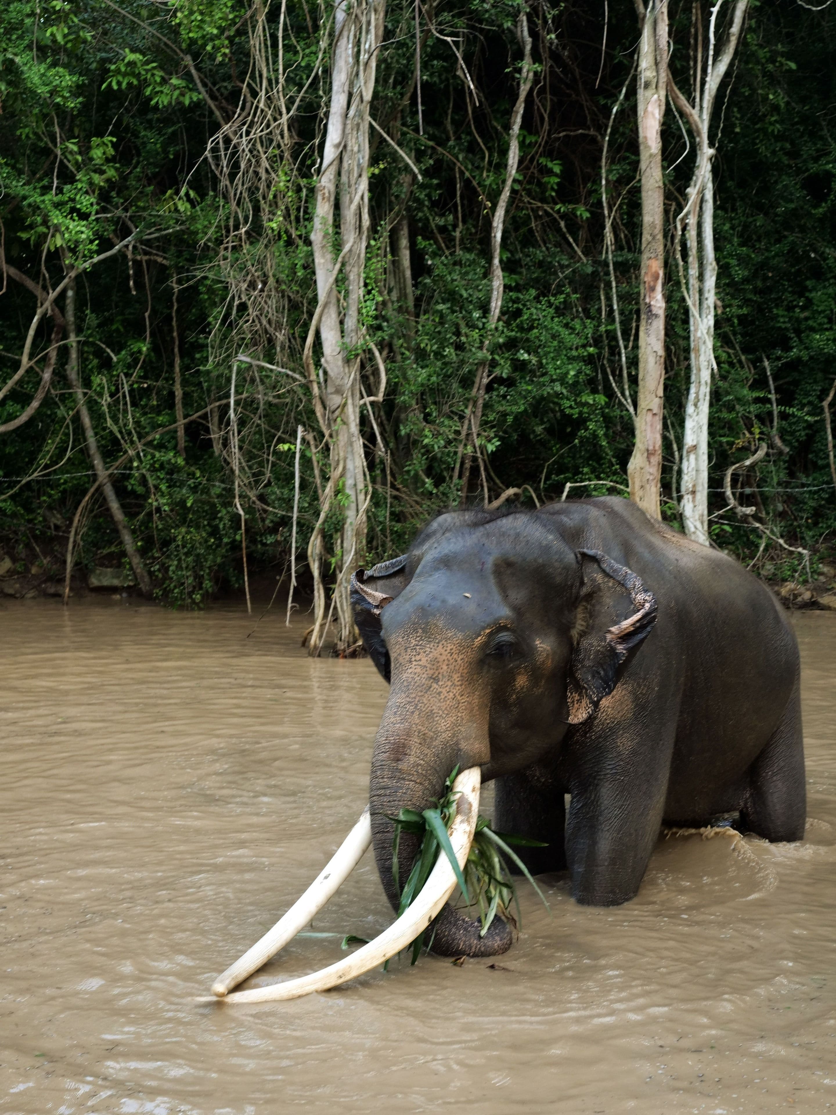 An Asian elephant in a river in Thailand