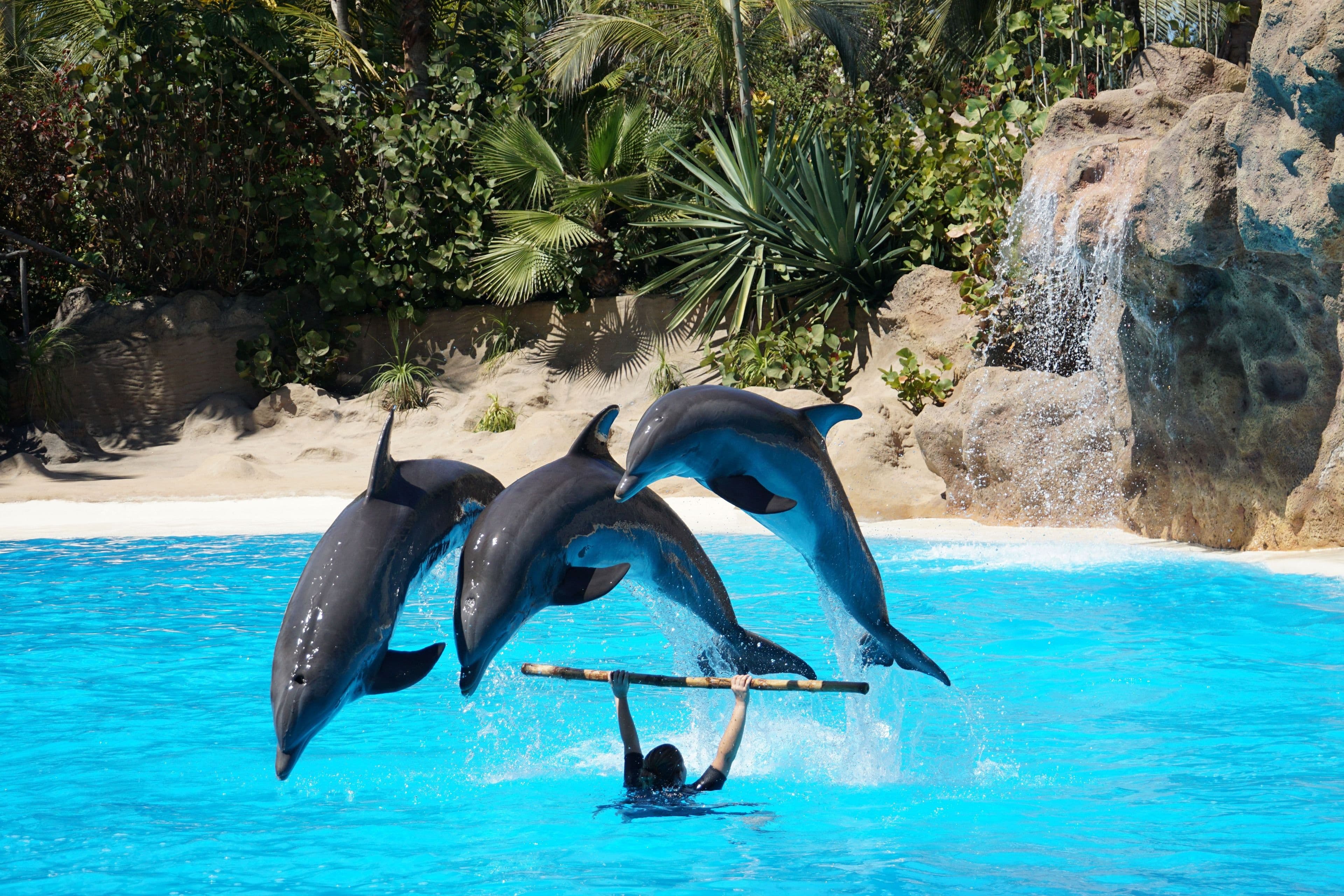 Dolphins leaping at a marine park show