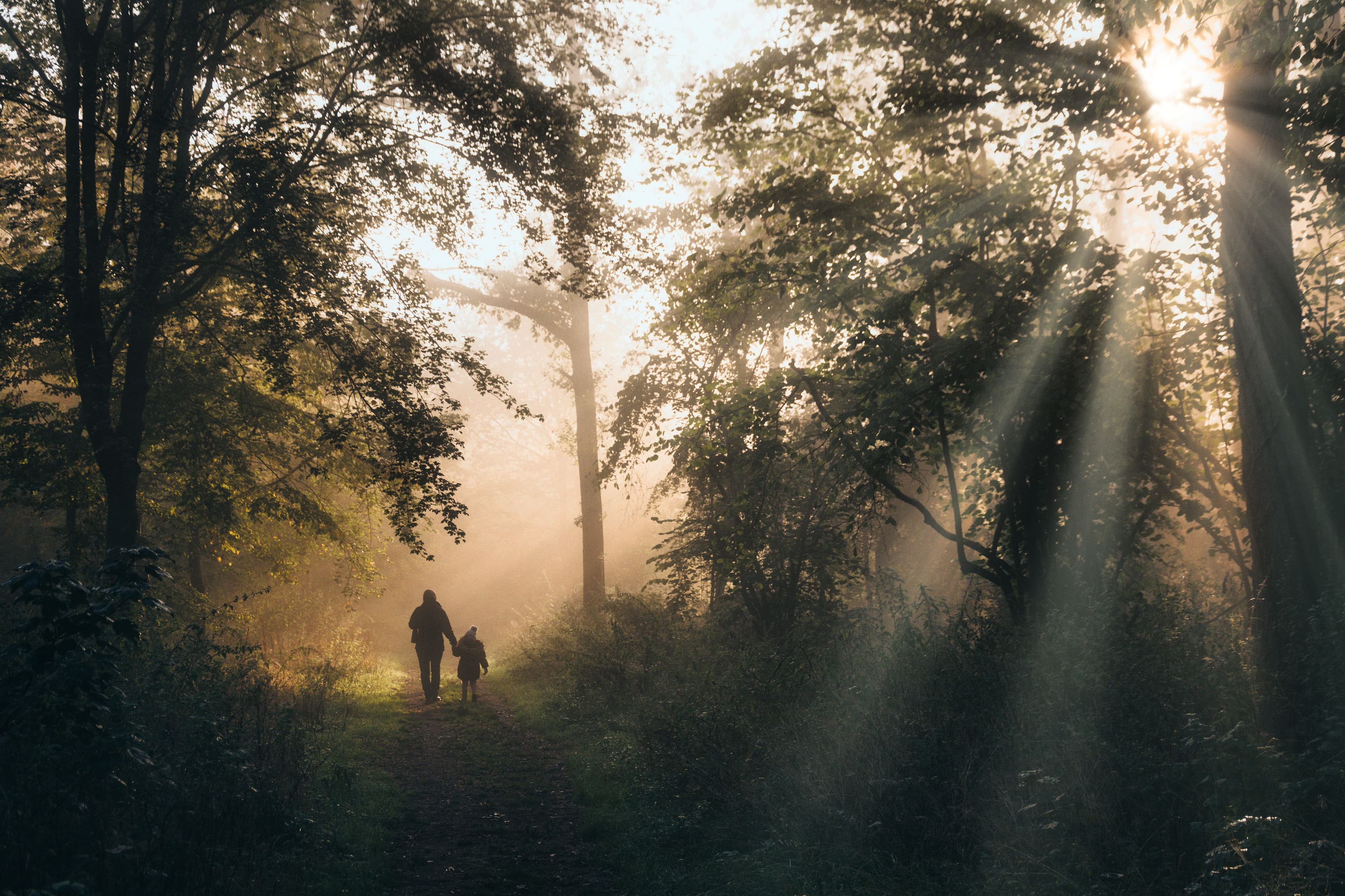A Morning on Foot Through Thick Forest