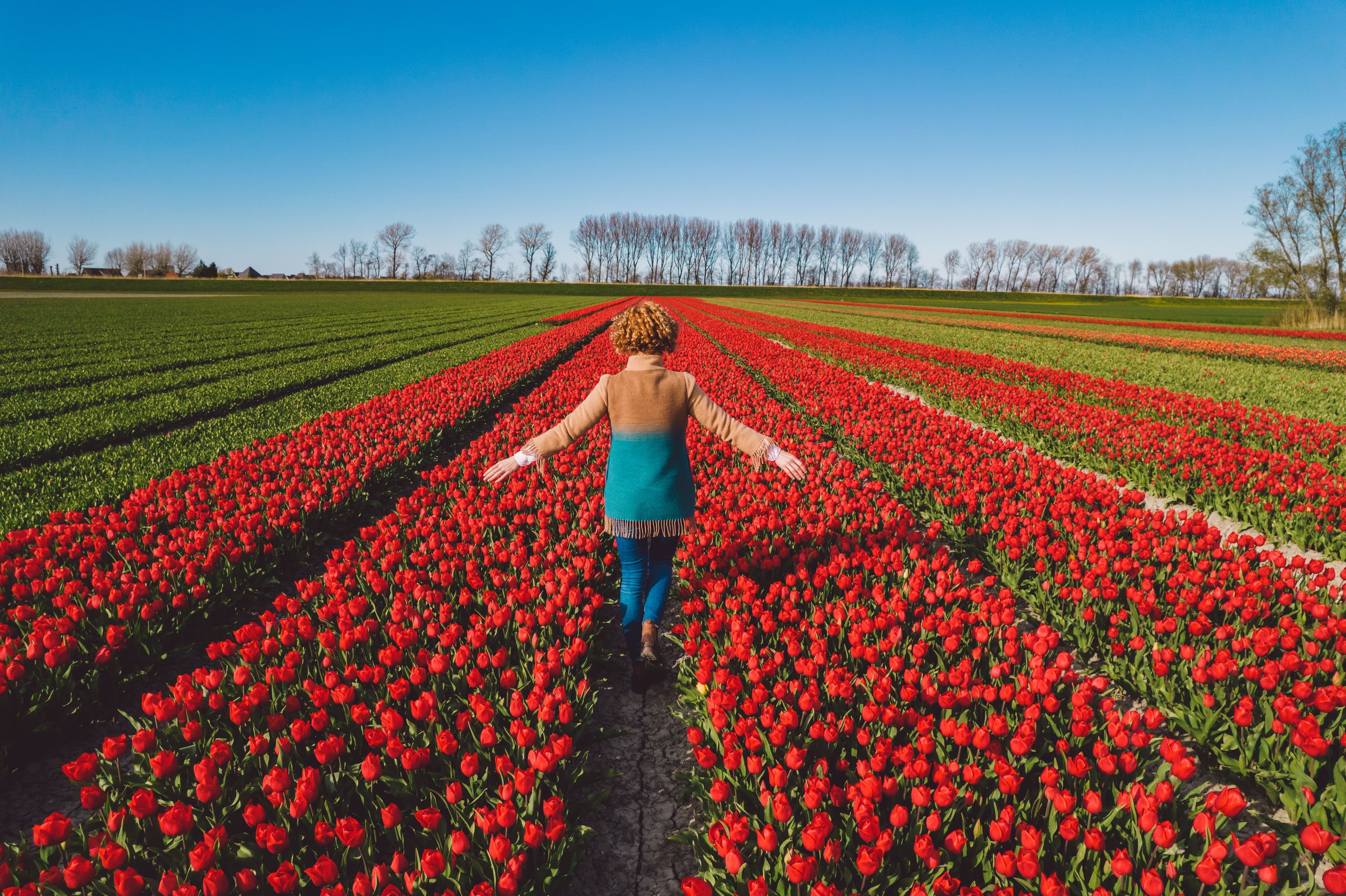 The Bulb Fields and the Coast