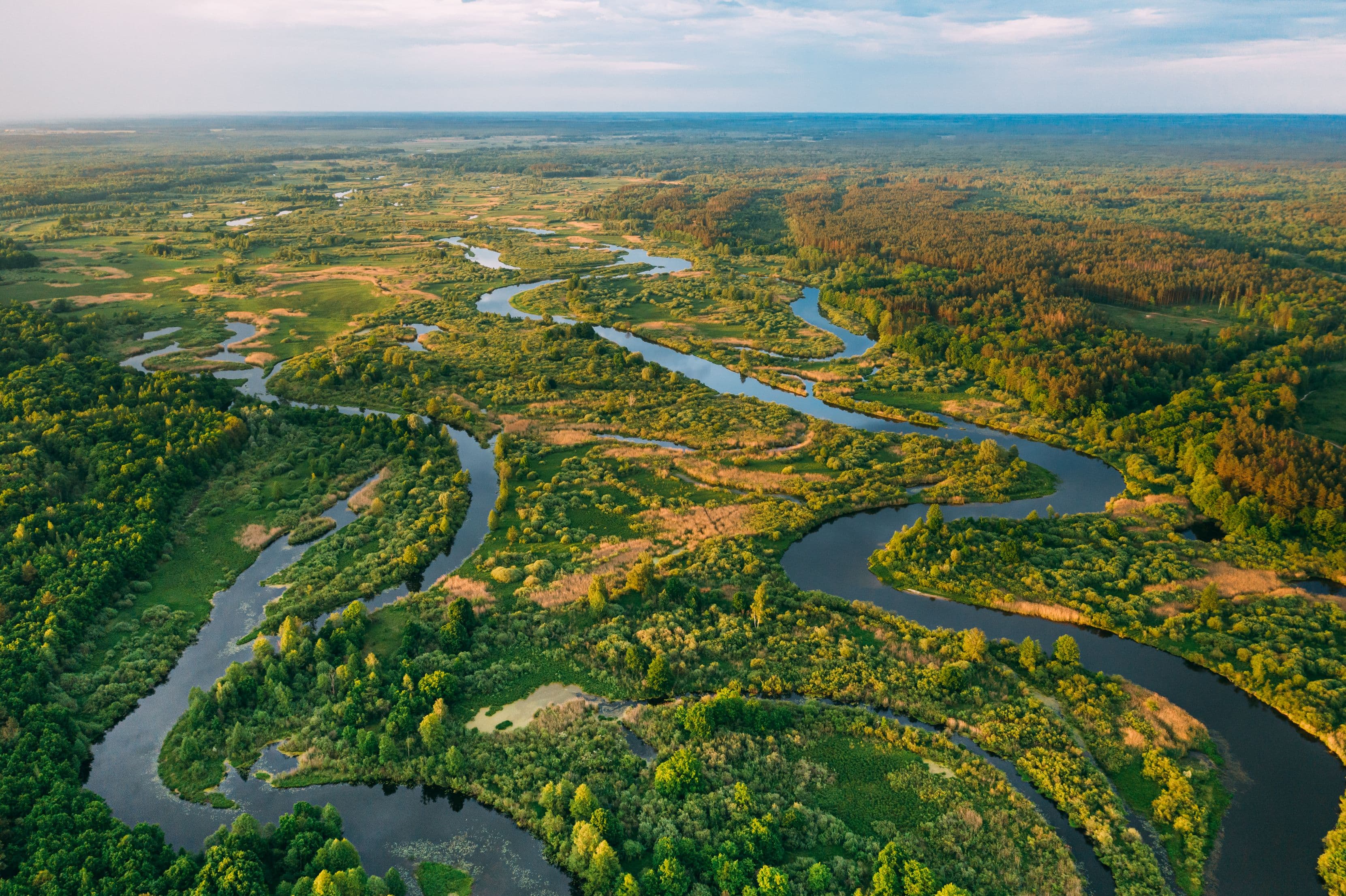 The Amazon