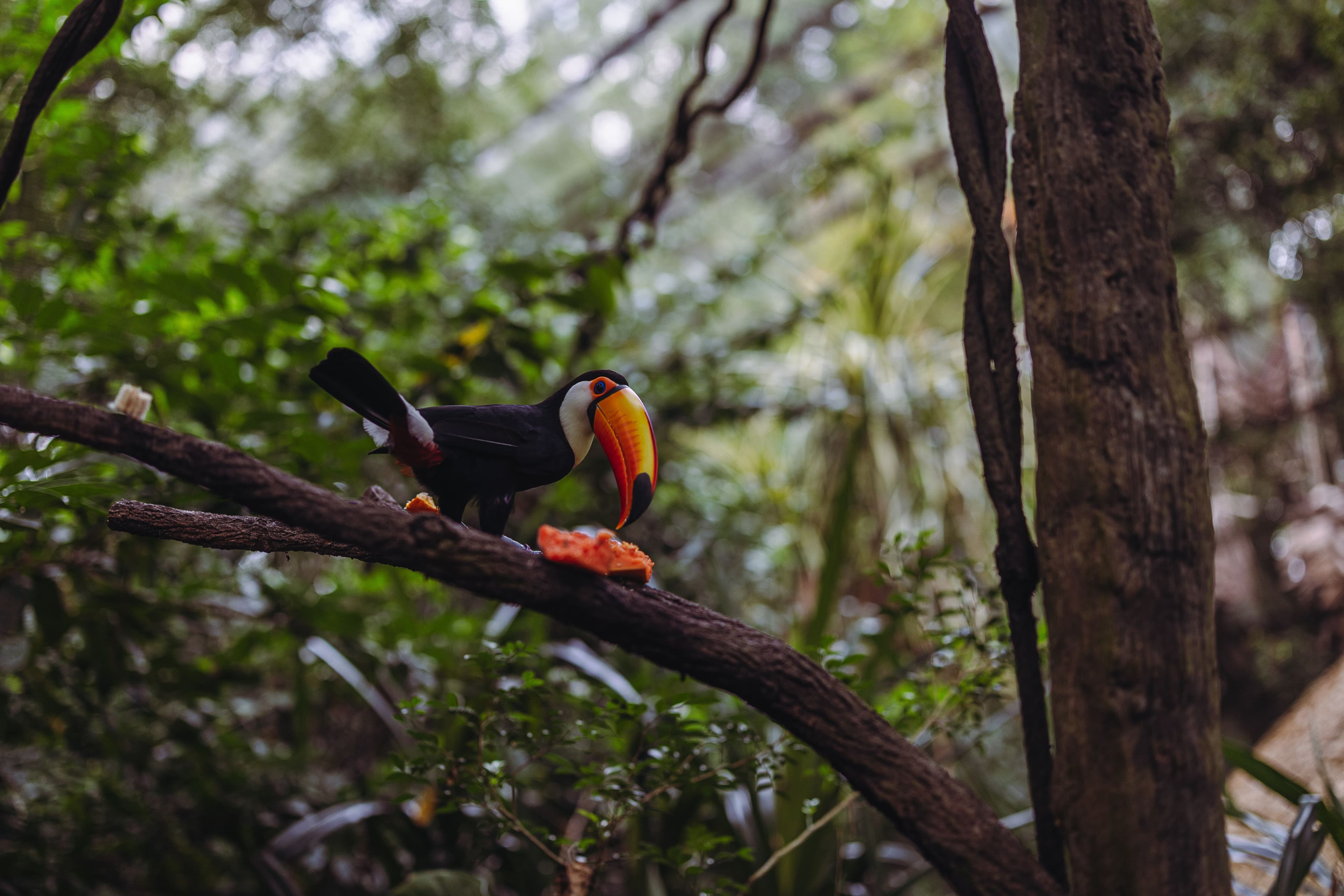 The Cayo Jungle