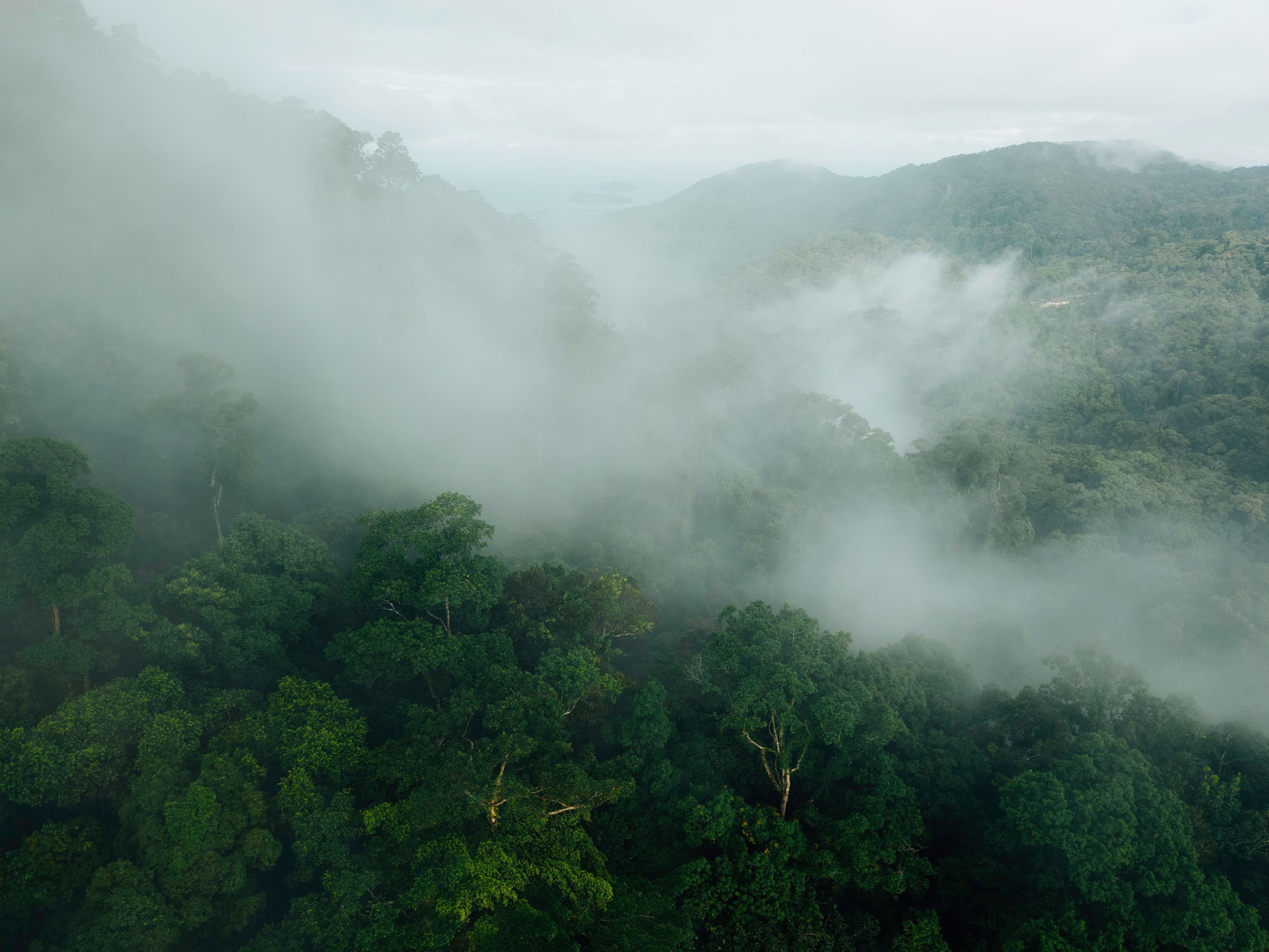 The Cloud Forest and Amazon