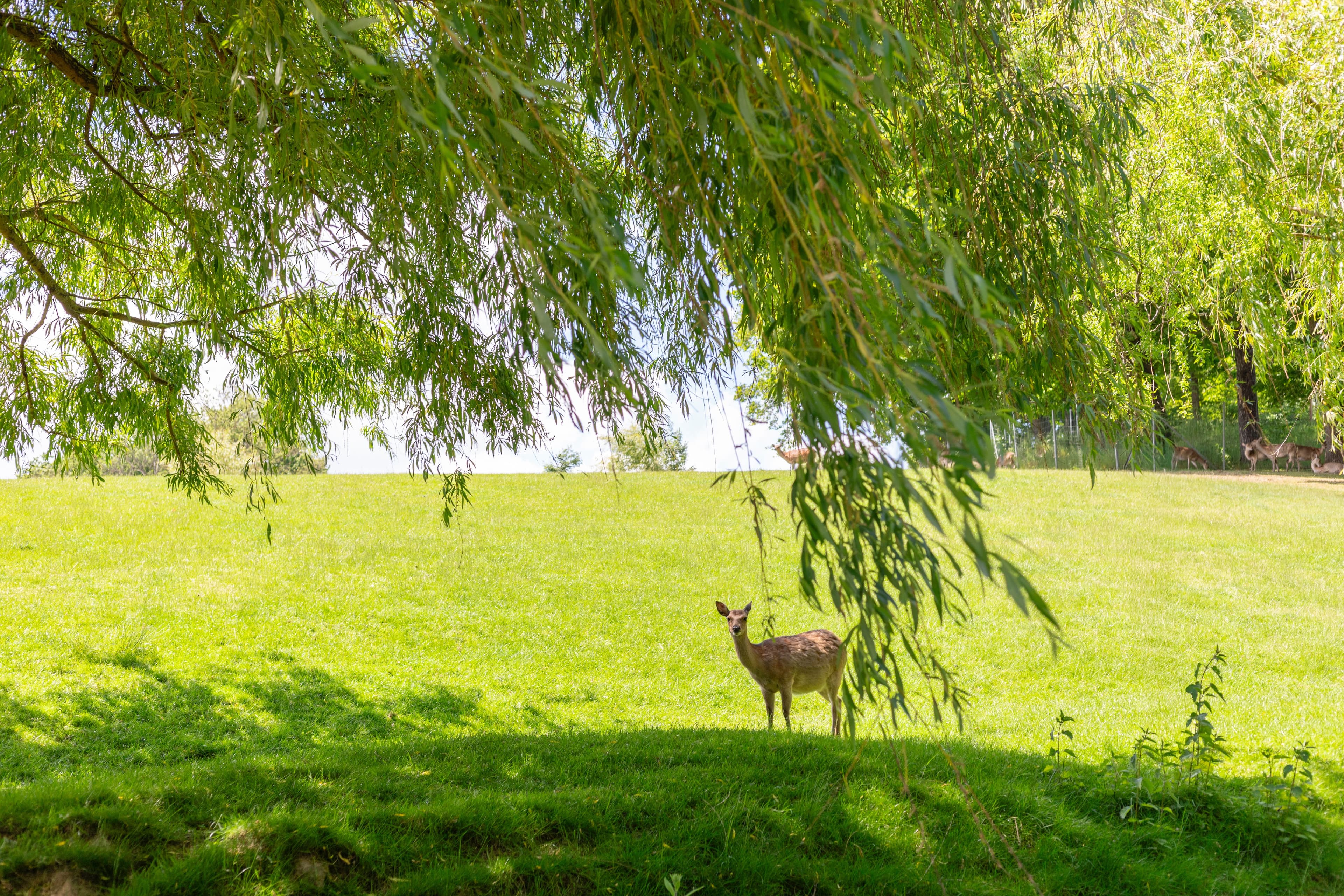 Wildlife That Treats You as Scenery
