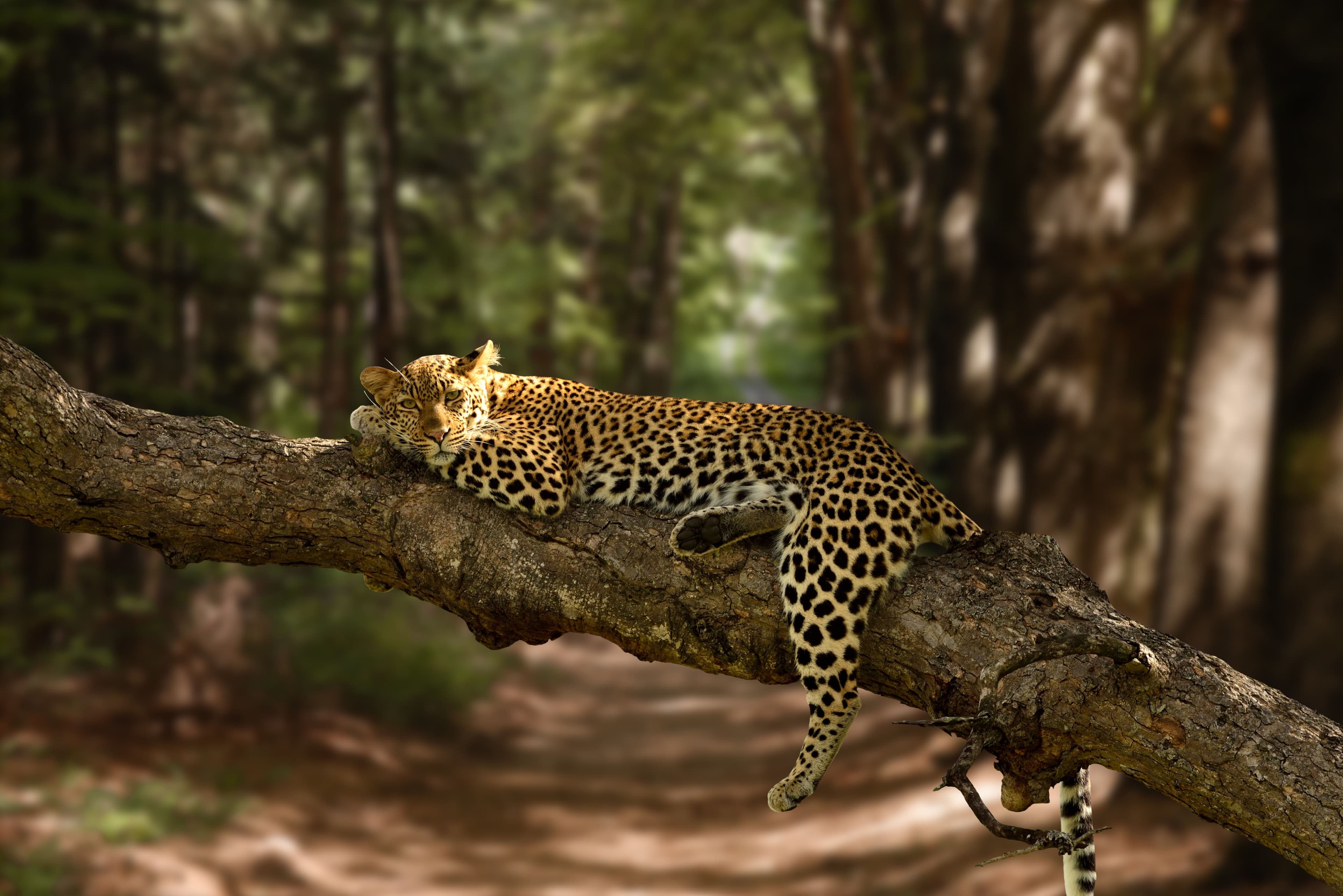 Sri Lanka