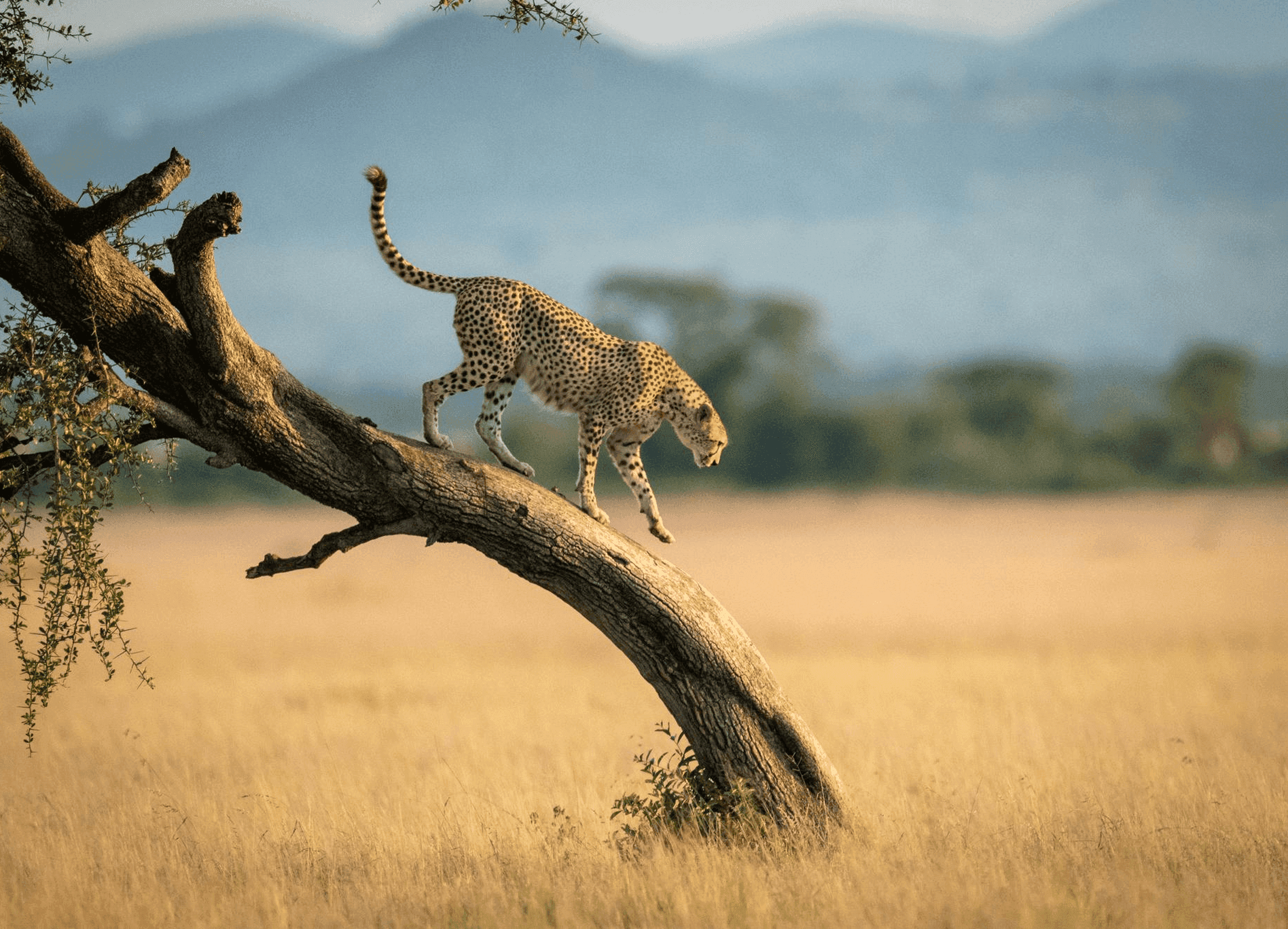 Botswana