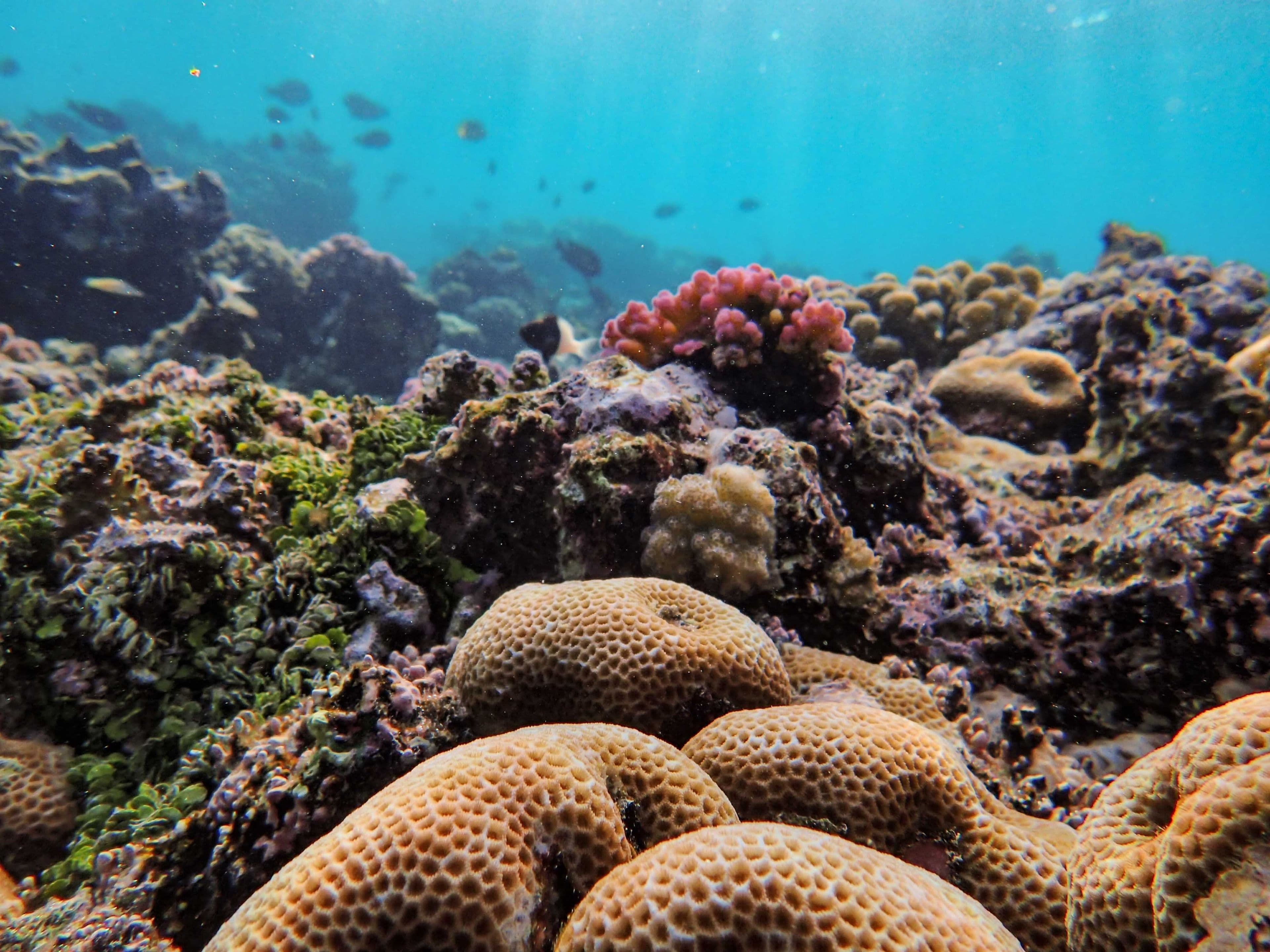 Colourful coral reef with fish in clear tropical water