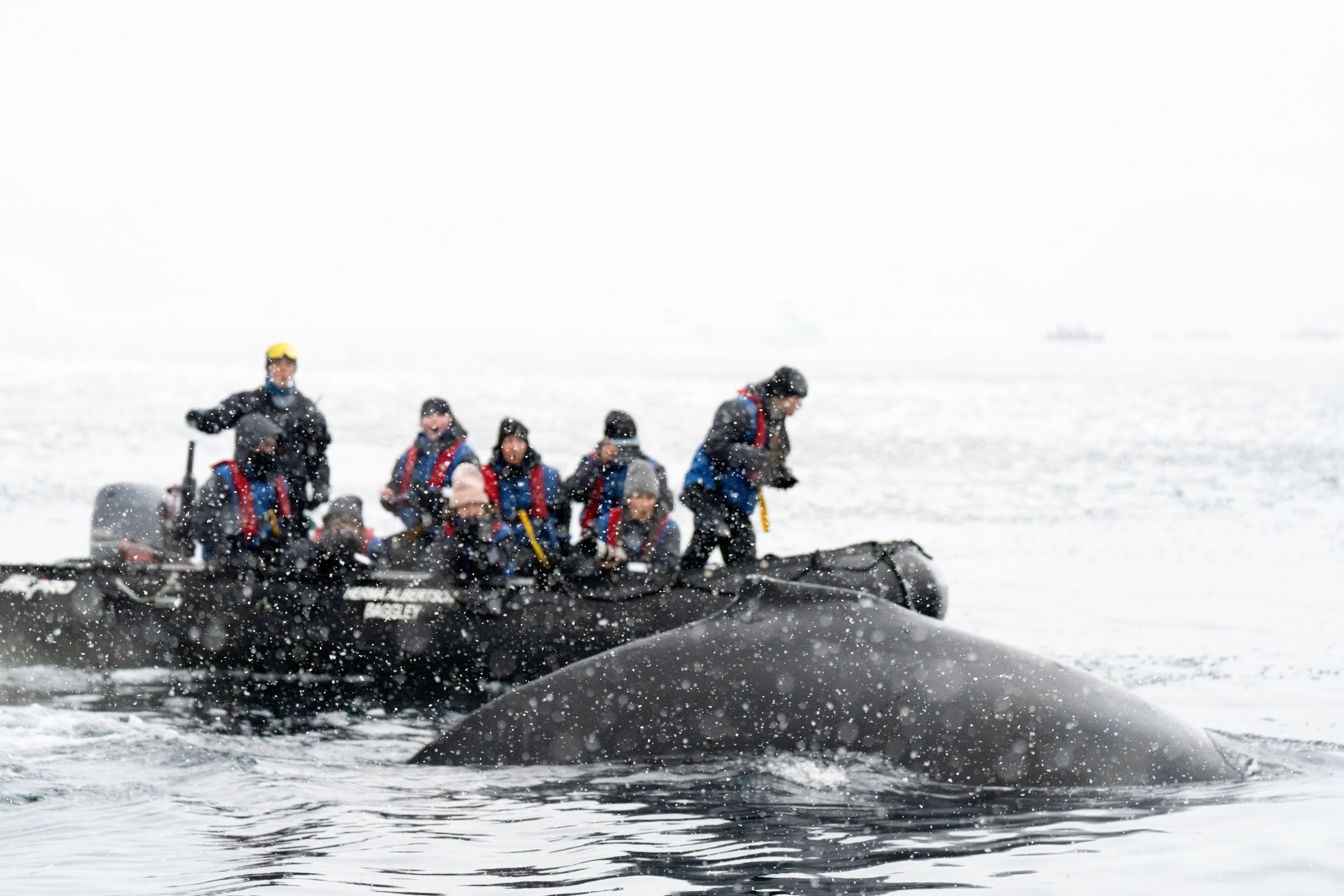 A whale beside the ship on the return crossing