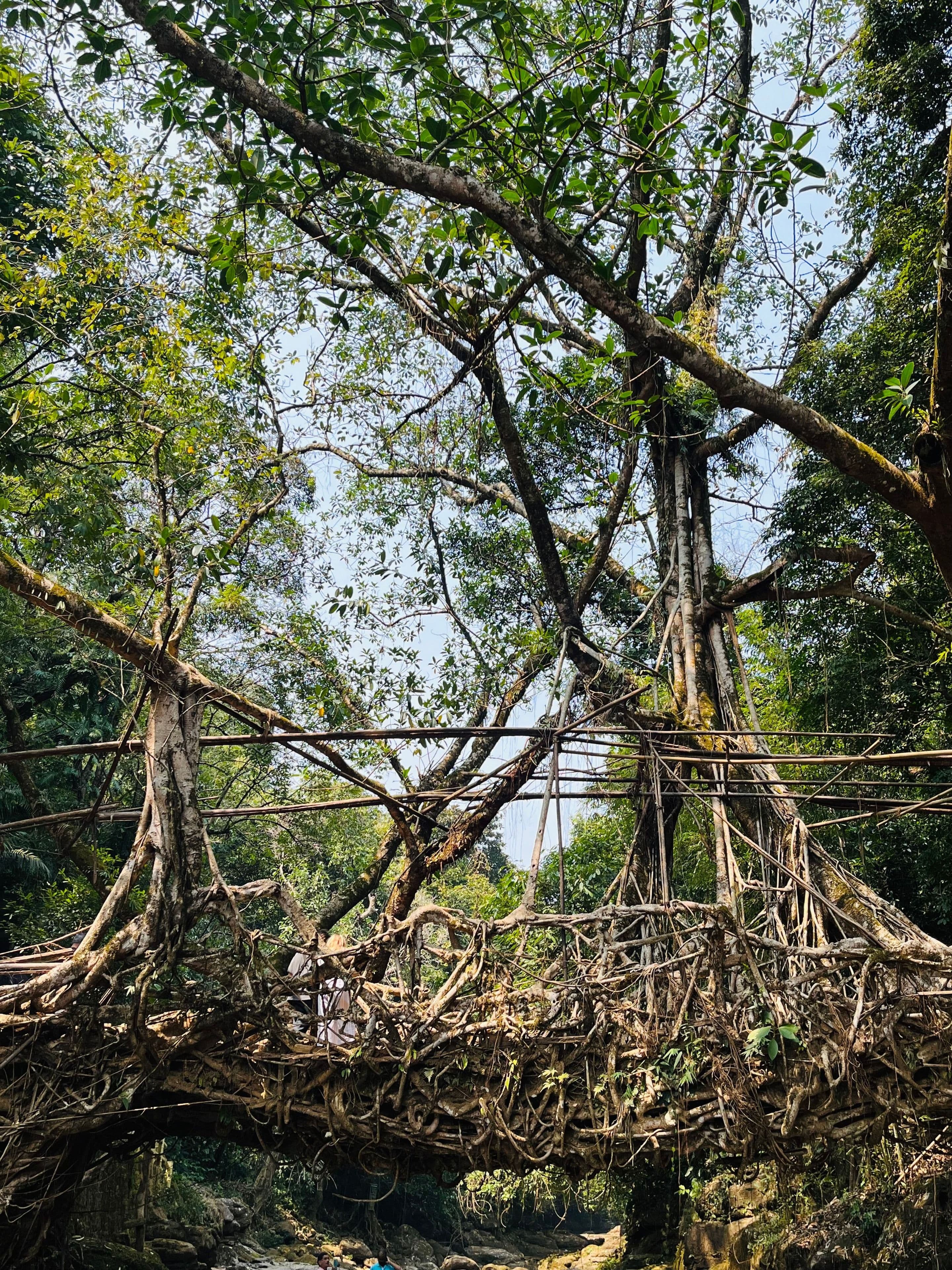 A living root bridge, Meghalaya