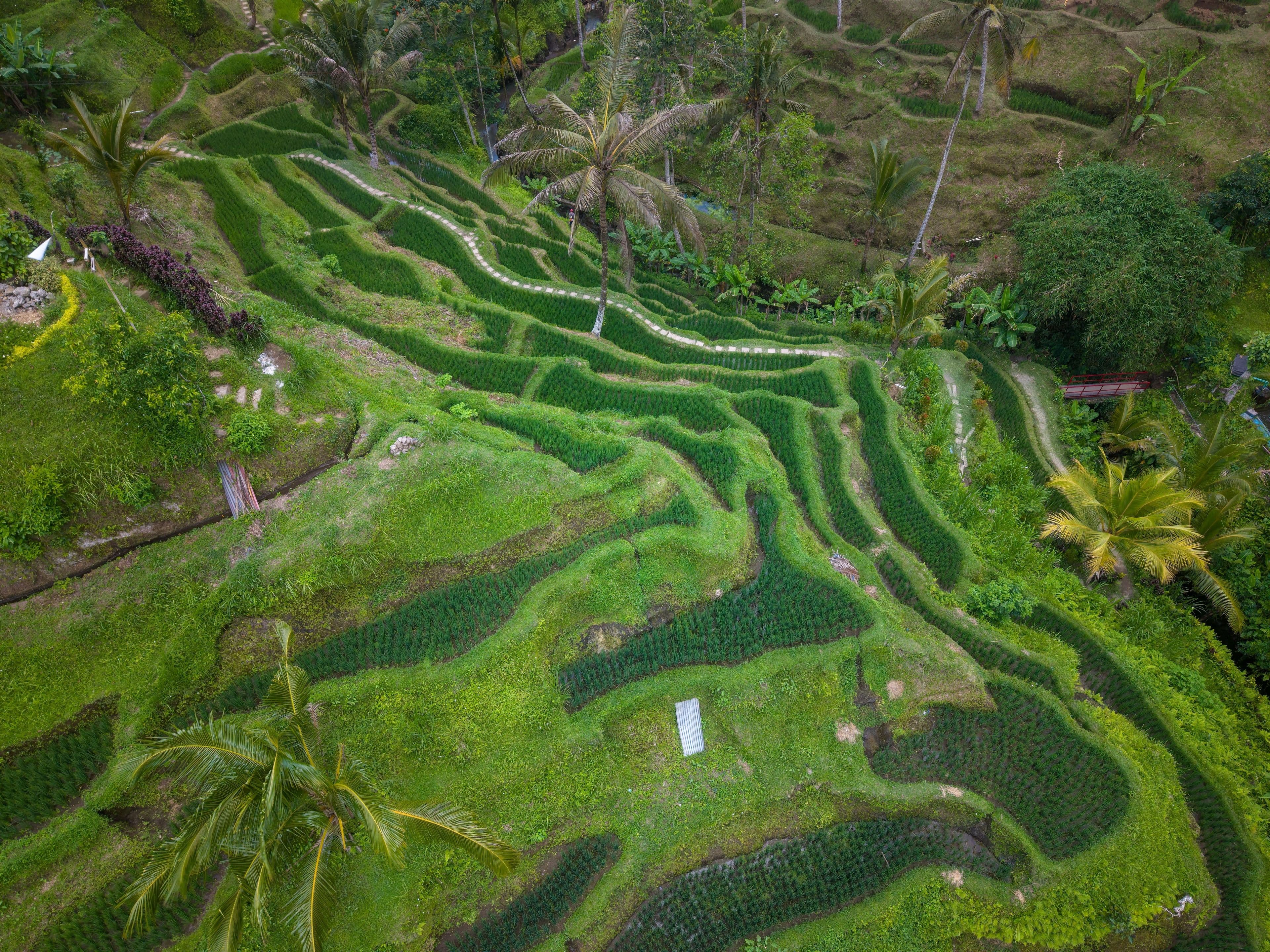 Aerial view of Bali's Tegallalang rice terraces