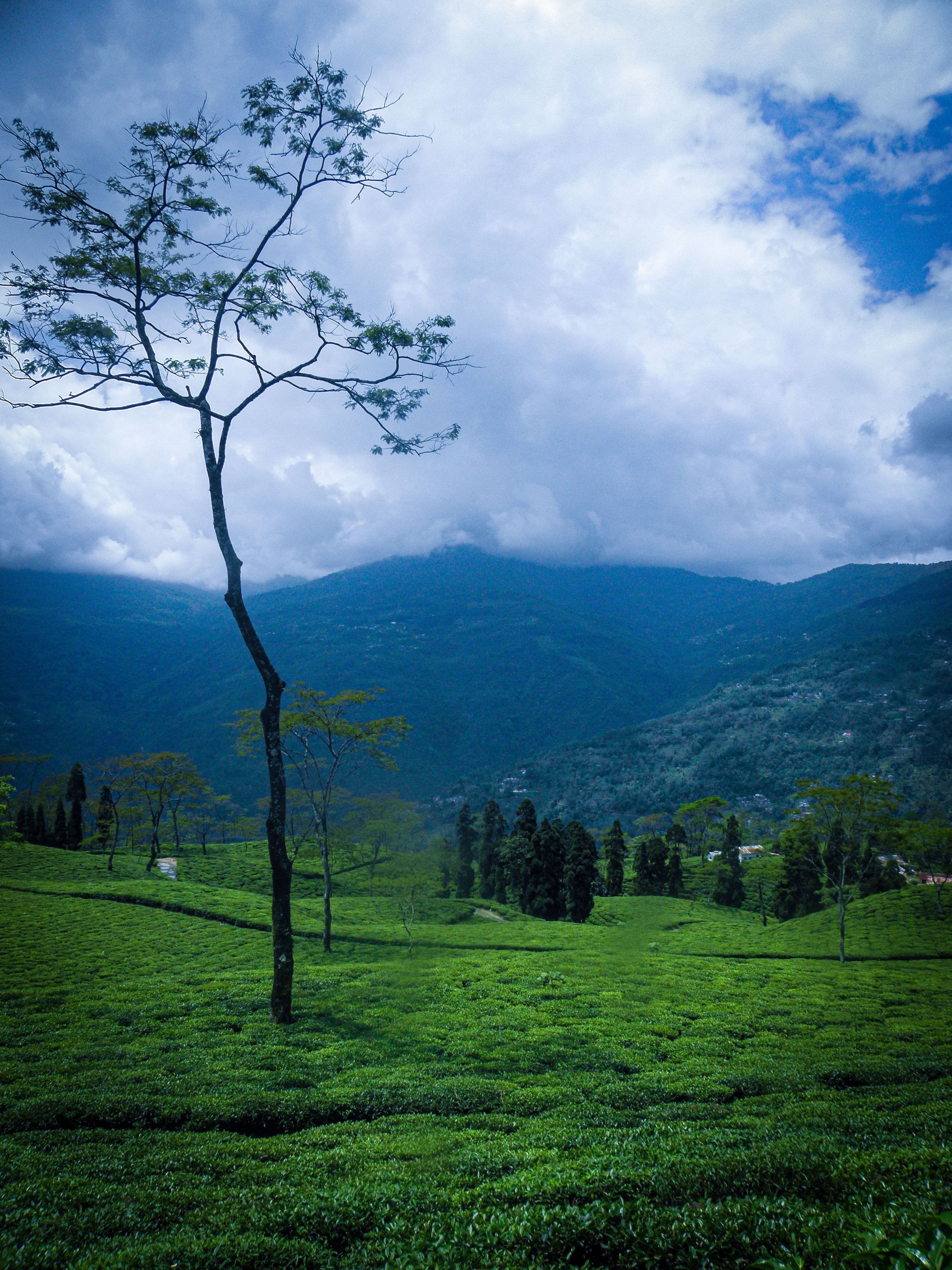 Tea gardens and misty Himalayan foothills on the descent to the plains