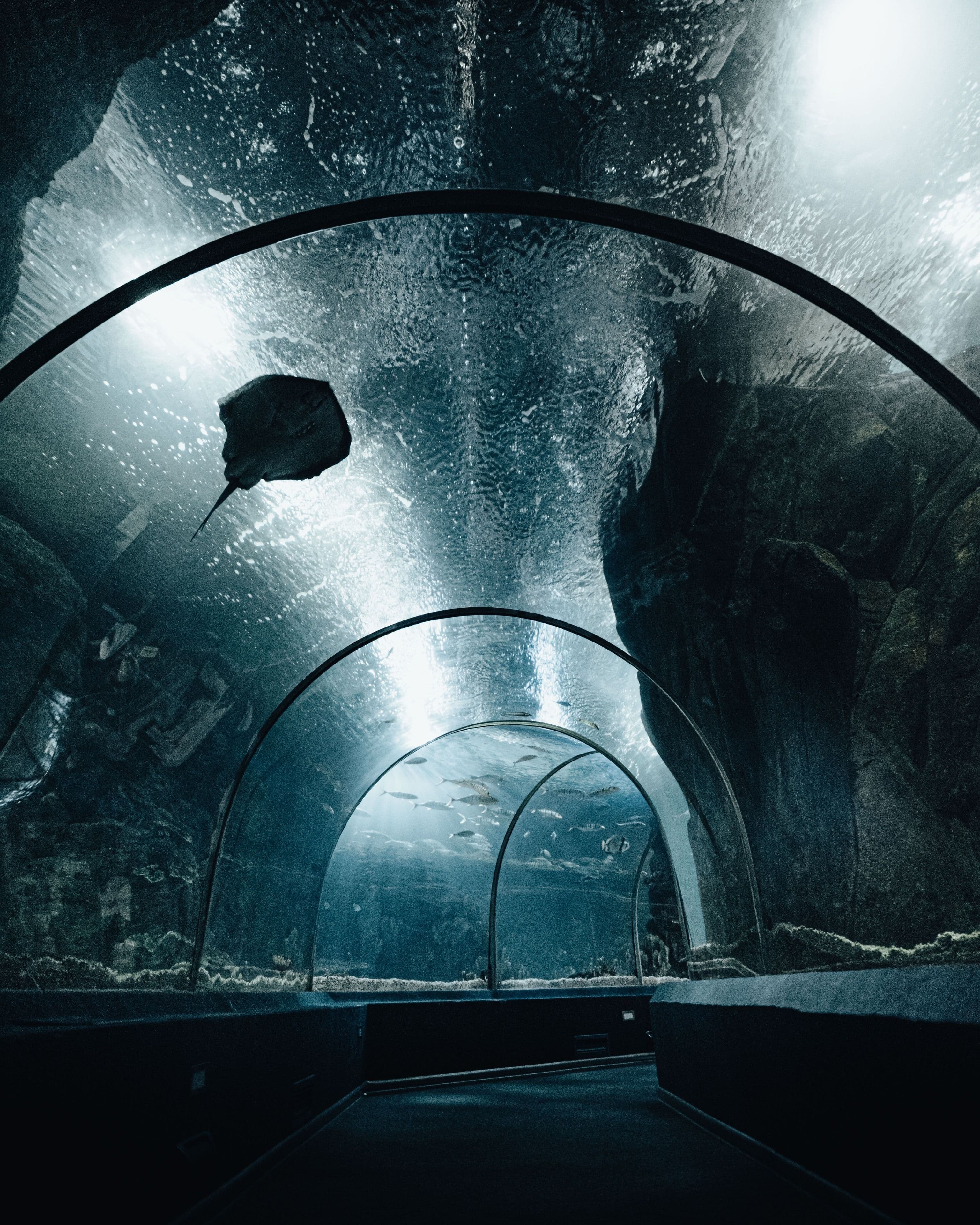 An aquarium tunnel at Ocean Park, Hong Kong