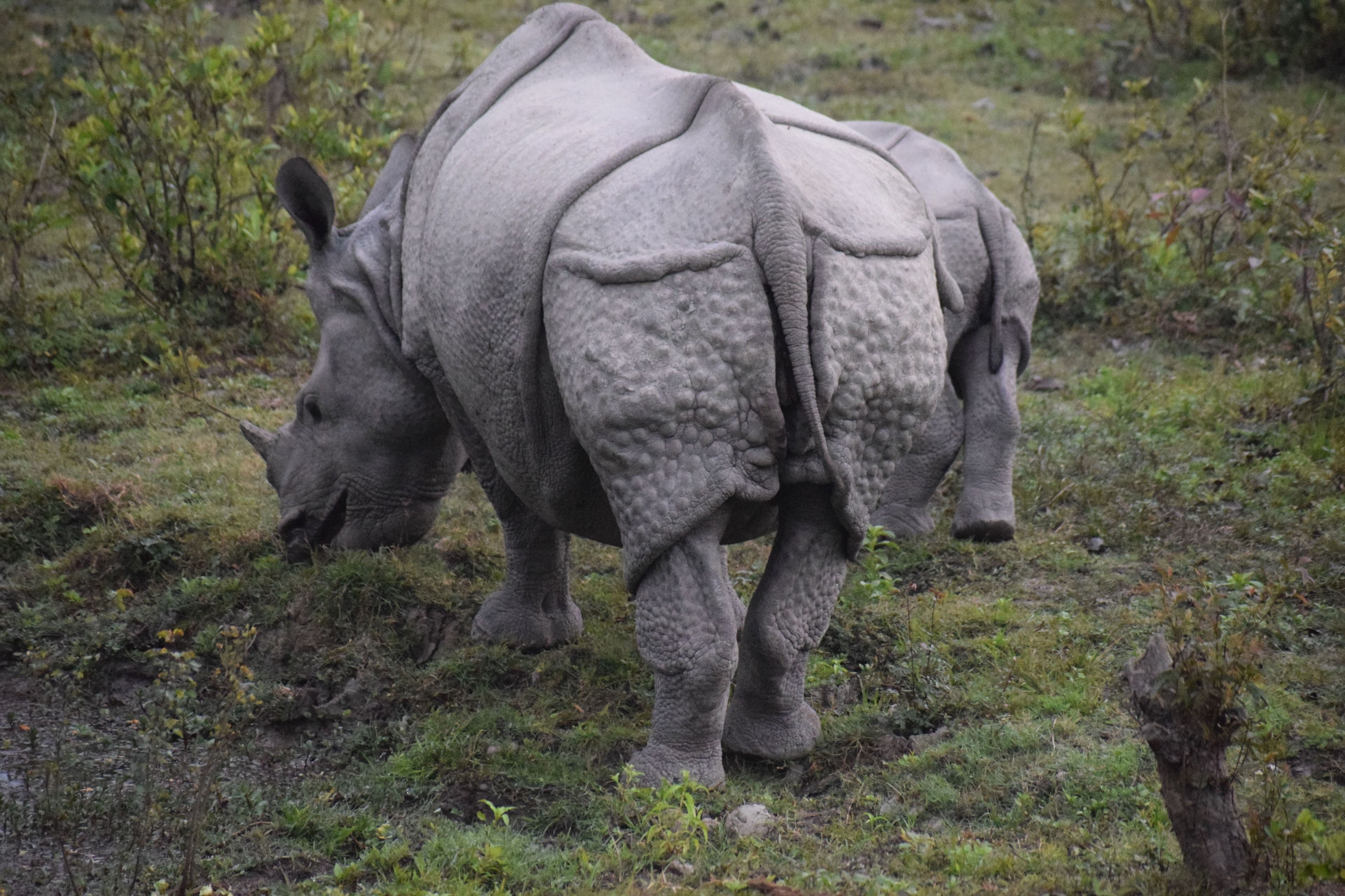 Rhino Country, Entry and Safari Included