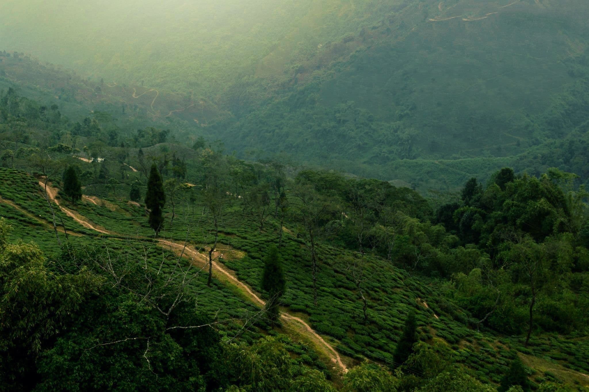 A Darjeeling tea garden below the hills