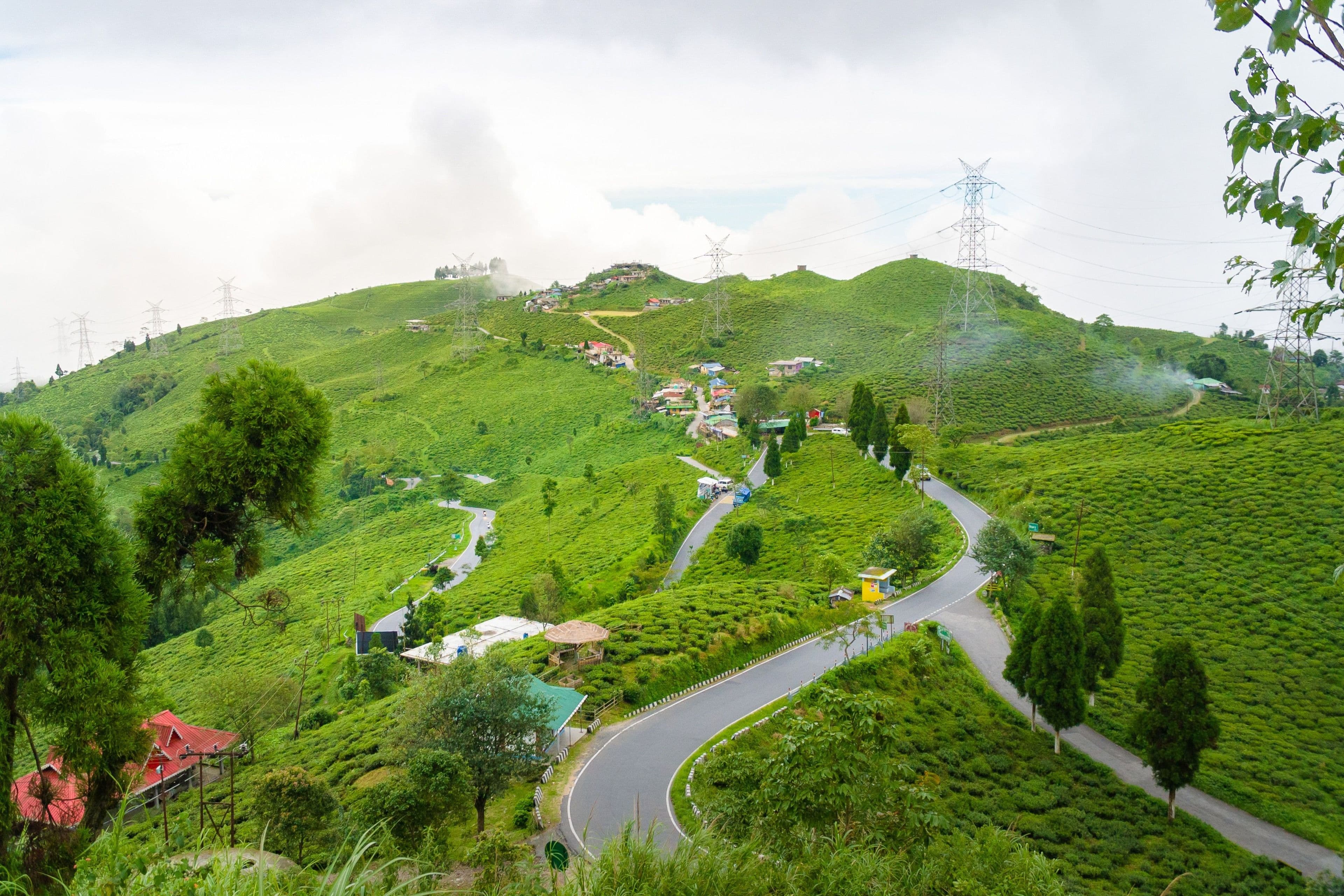 Tea plantations on the Darjeeling hills