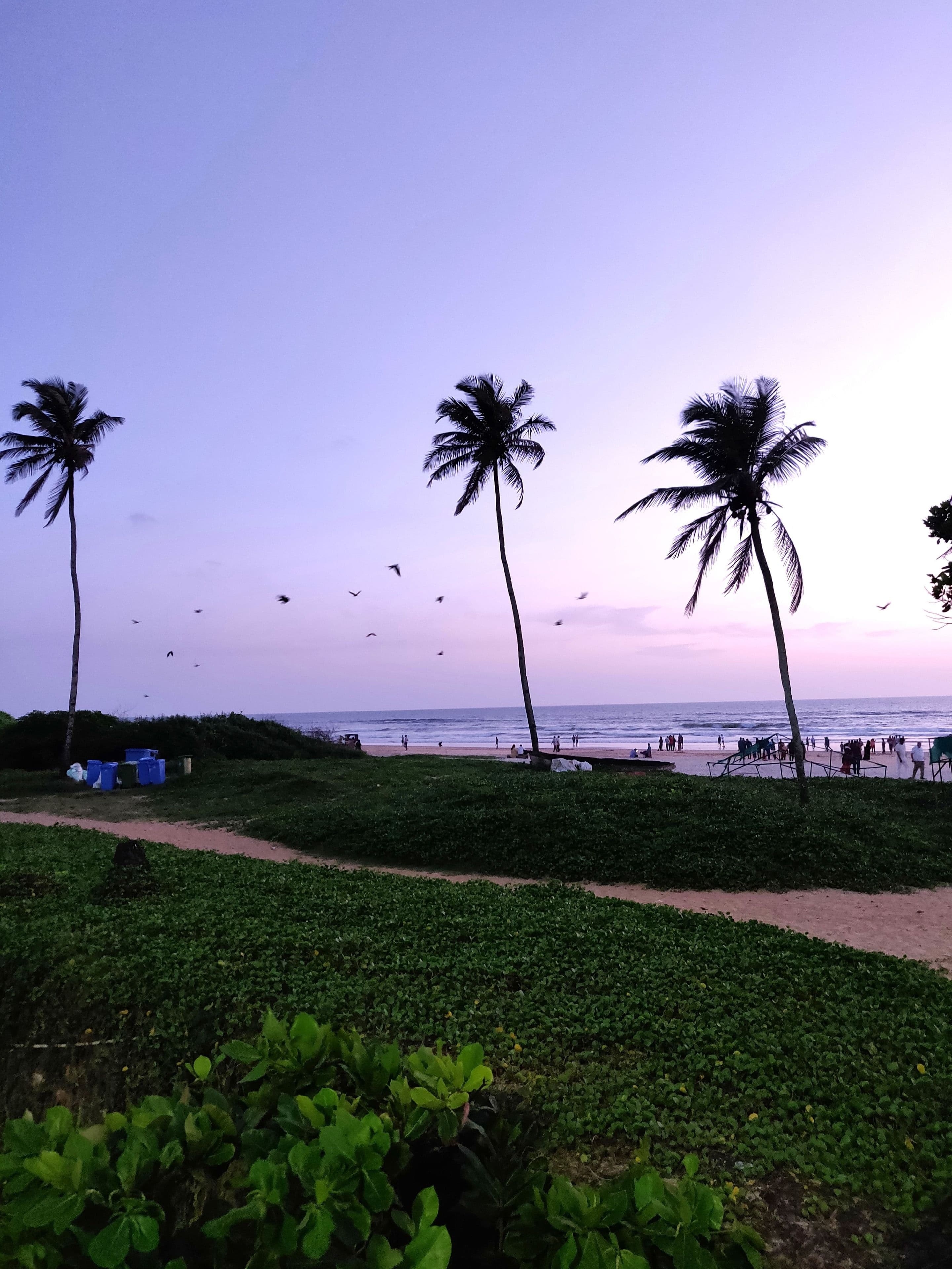 Palm trees at a Goa beach sunset