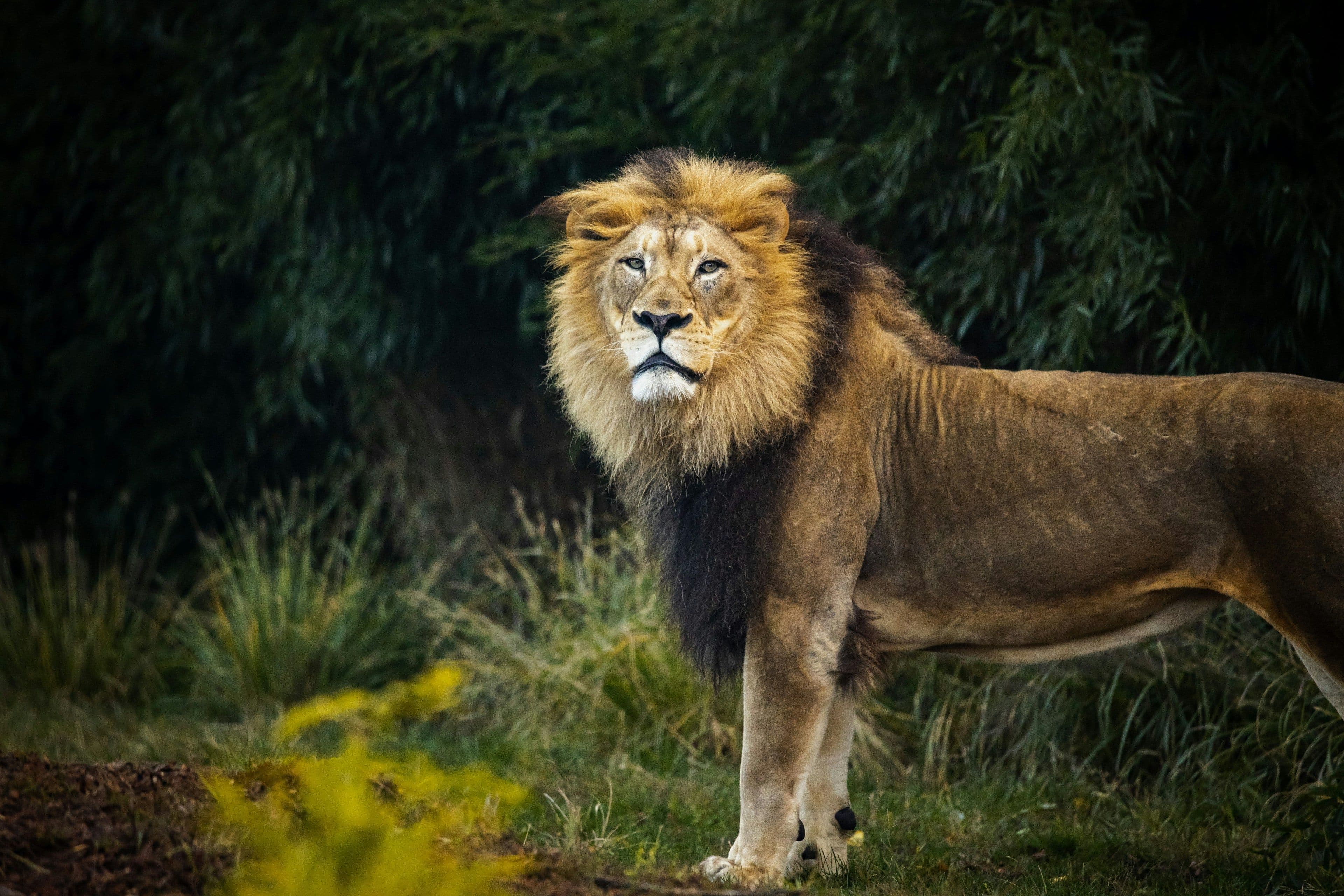 Lion Country, Then Somnath (about 290 km)