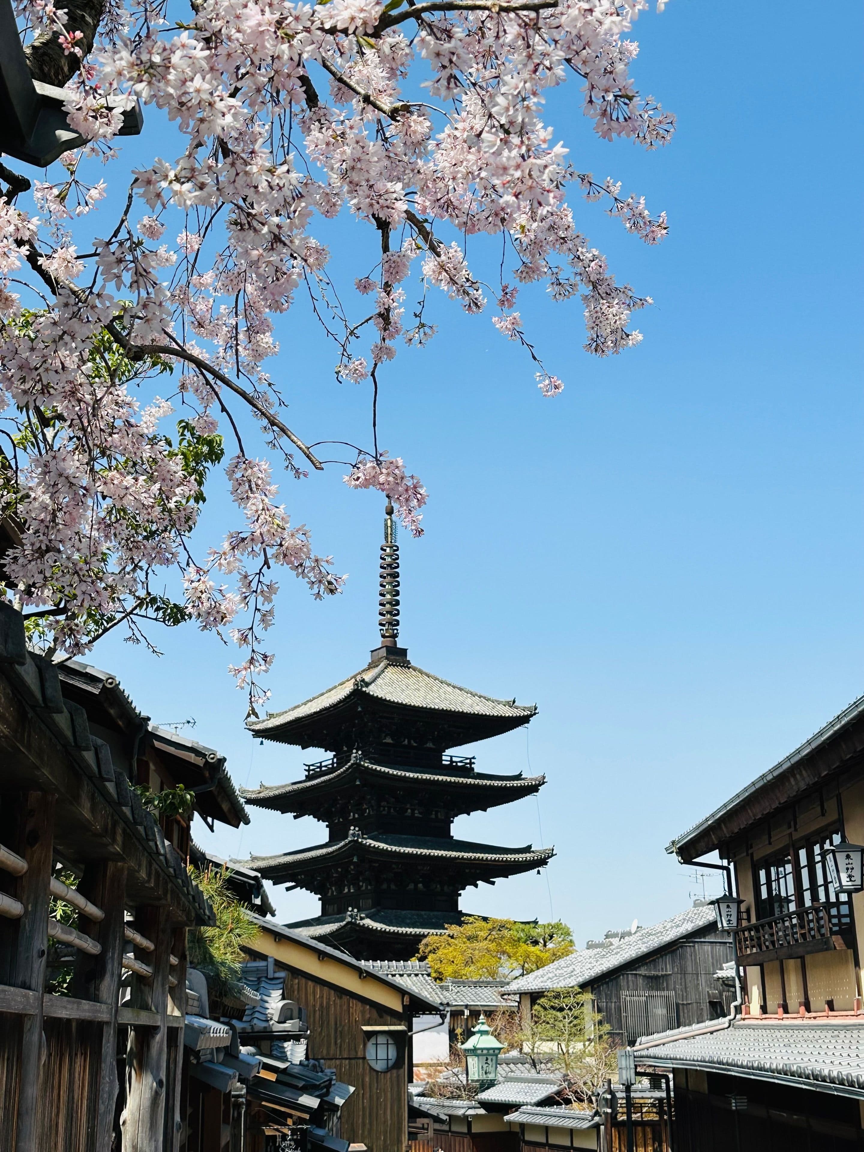 Yasaka Pagoda among cherry blossoms, Kyoto