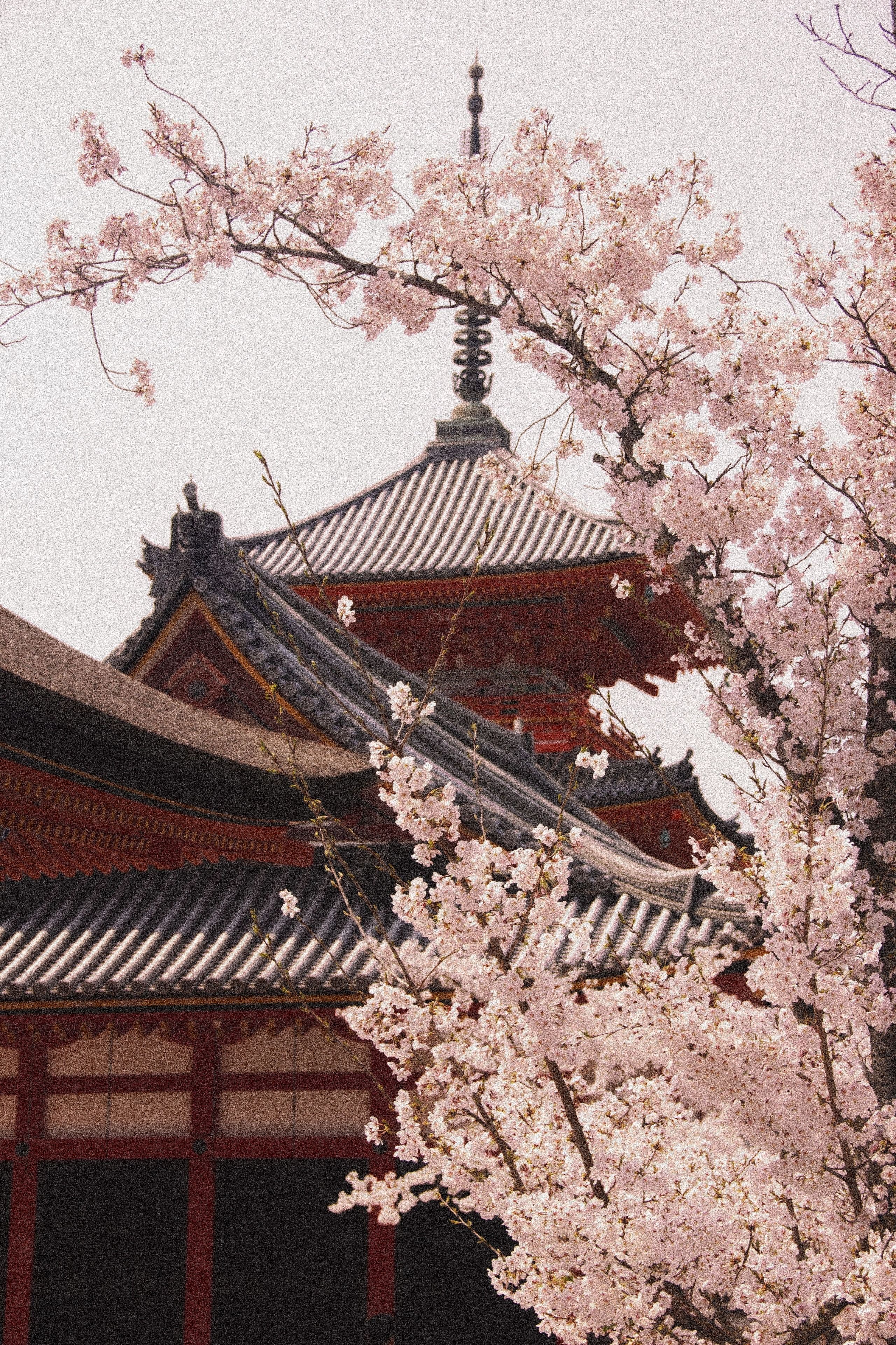 Kiyomizu-dera among cherry blossoms, Kyoto