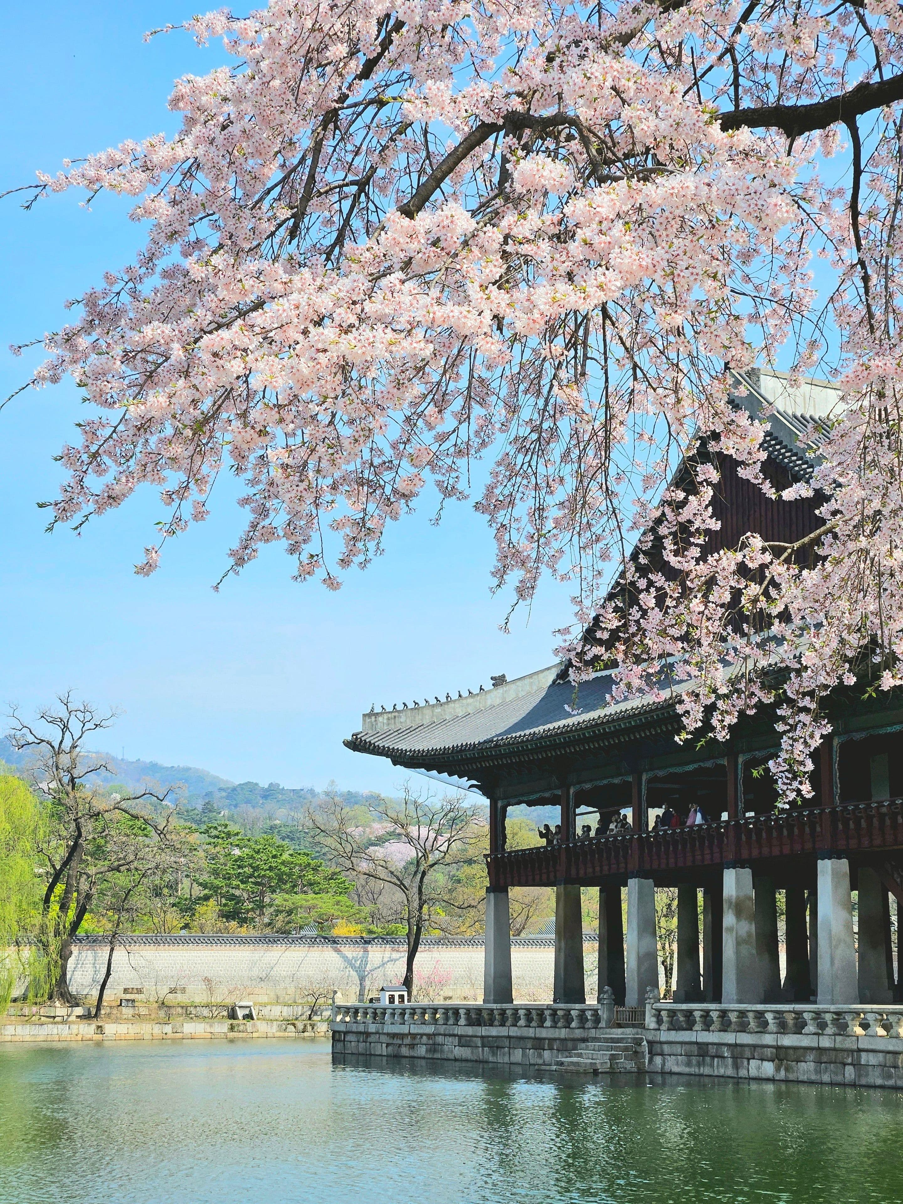Cherry blossoms at Gyeongbokgung Palace, Seoul