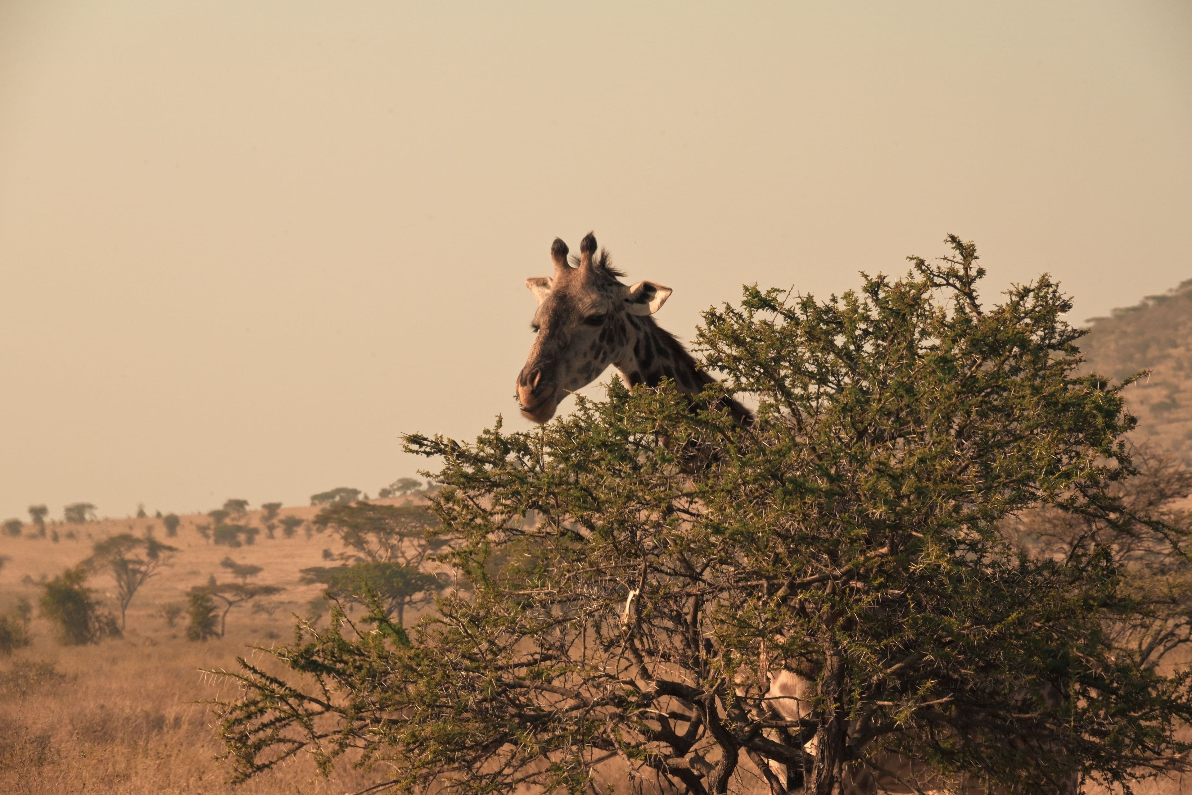 A giraffe among acacia trees at sunset, Kenya