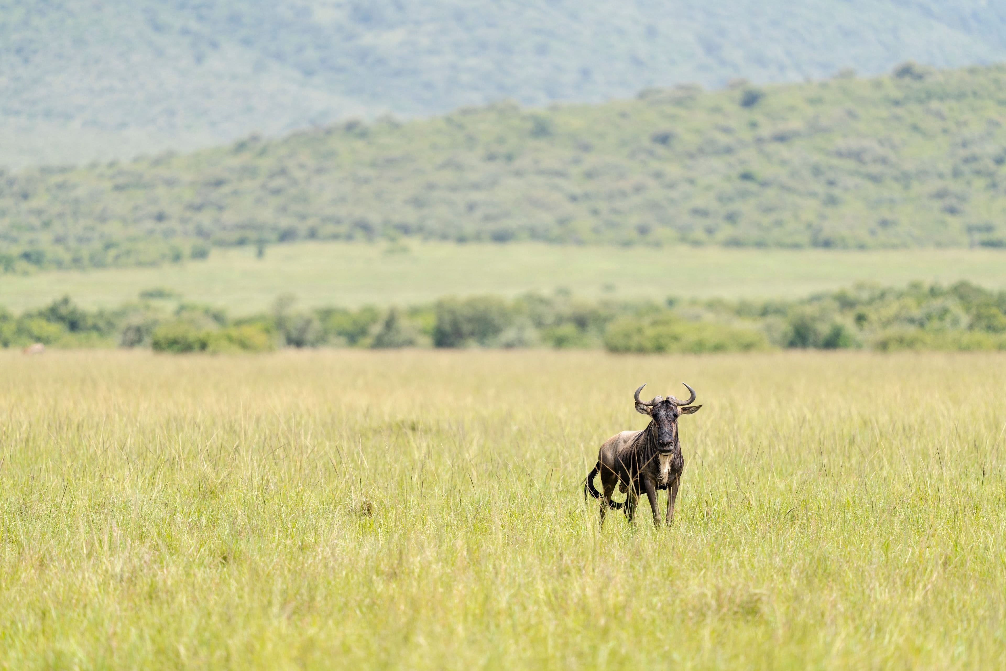 The green plains of the Maasai Mara, Kenya