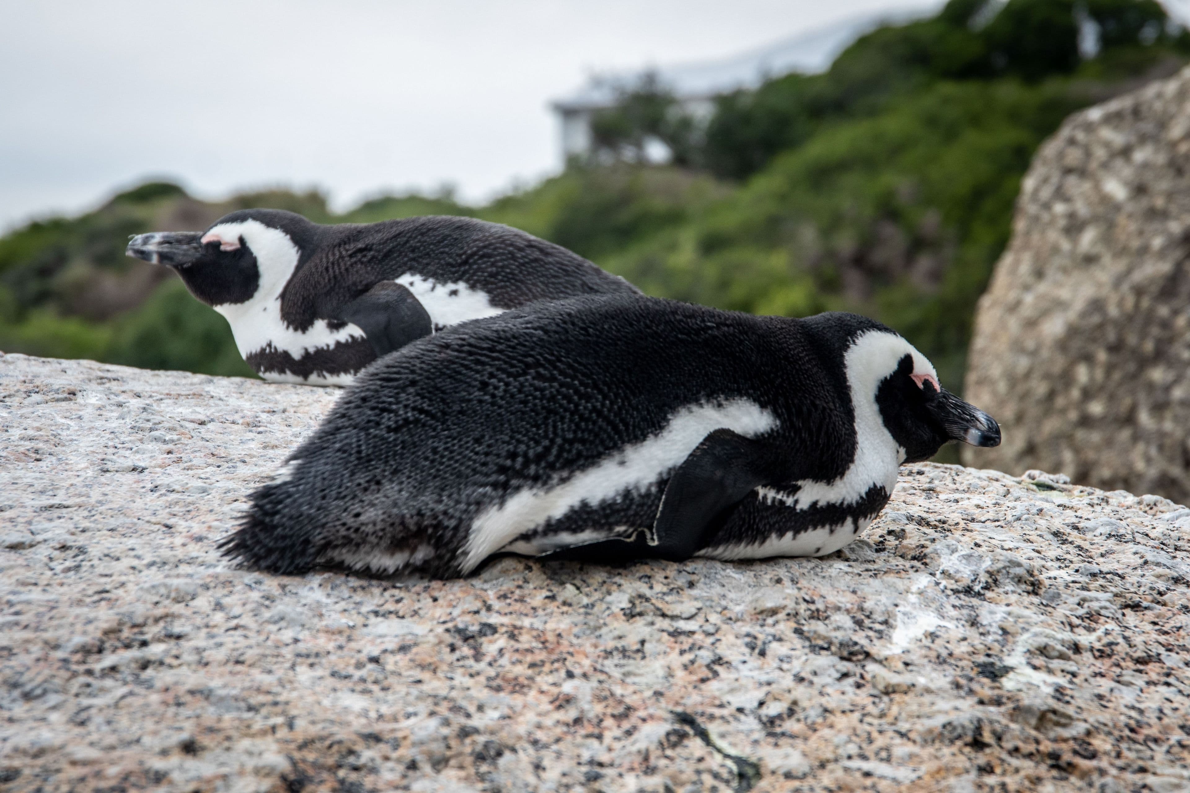 African penguins at Boulders Beach, Cape Peninsula