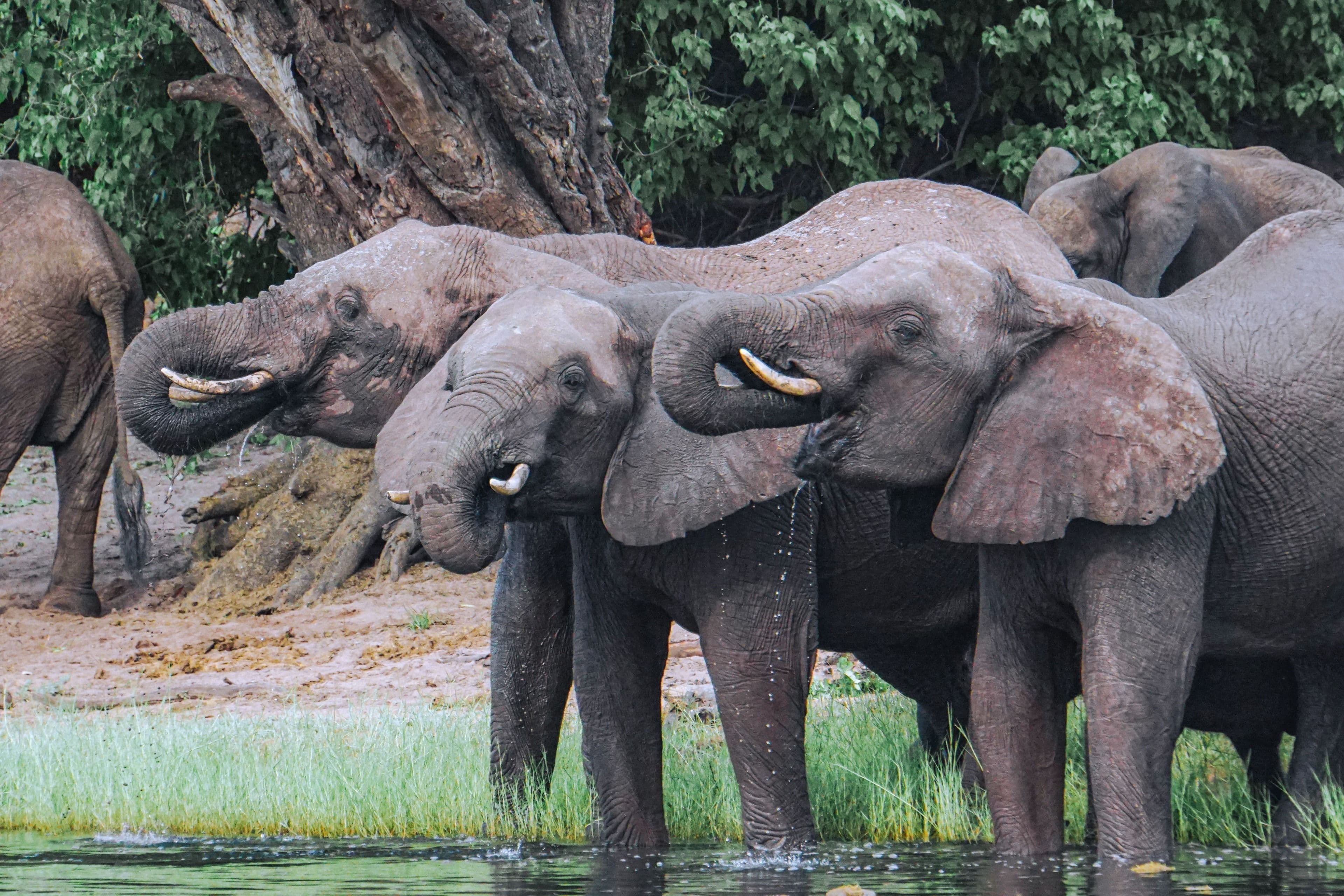 African elephants drinking, Botswana