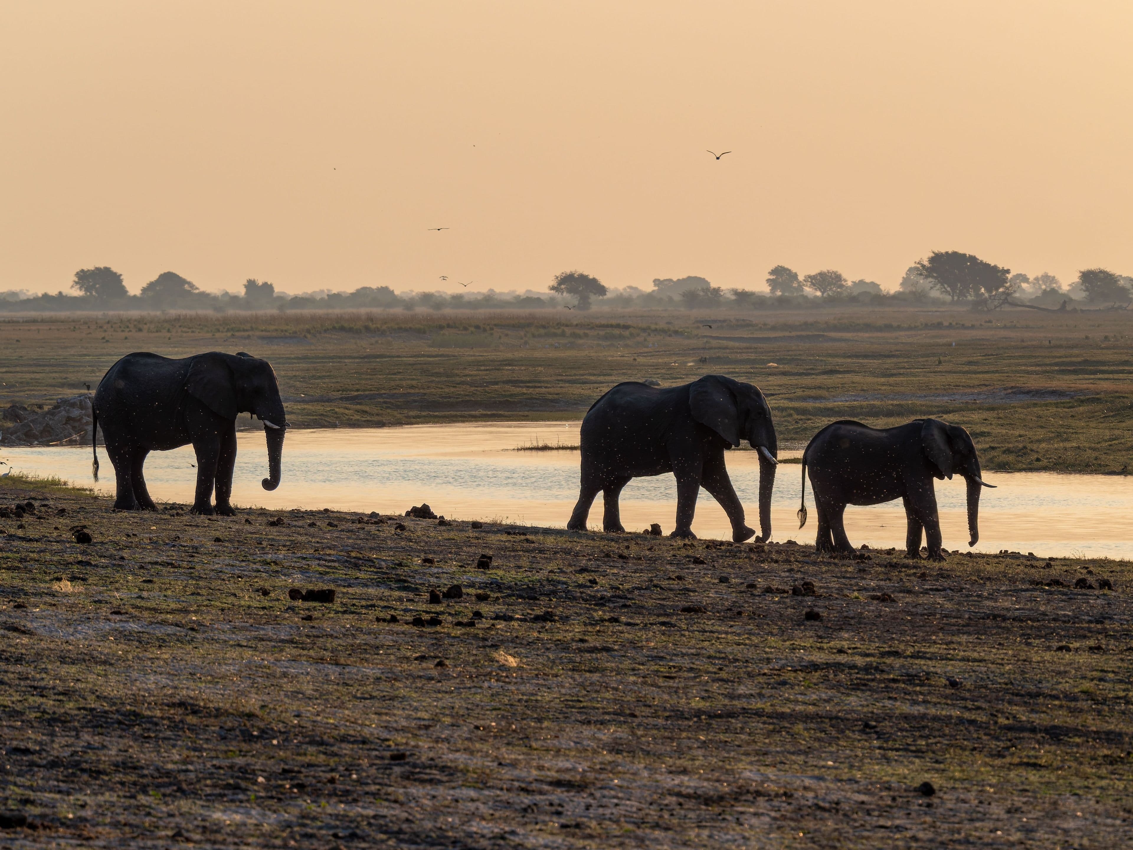 Elephants on the Chobe River bank at dawn